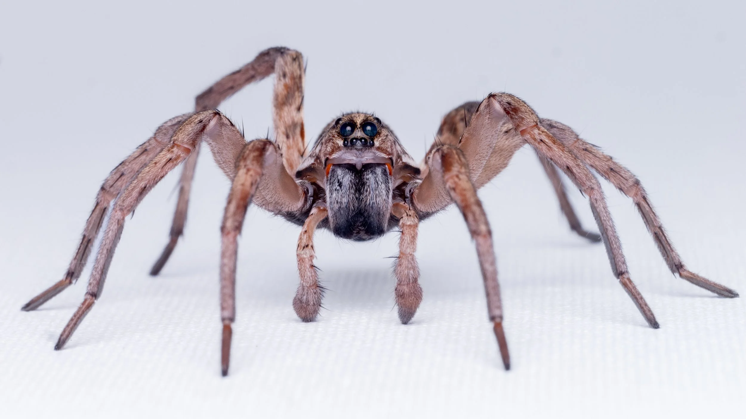 Humans and Spiders: The Roommates We Never Chose