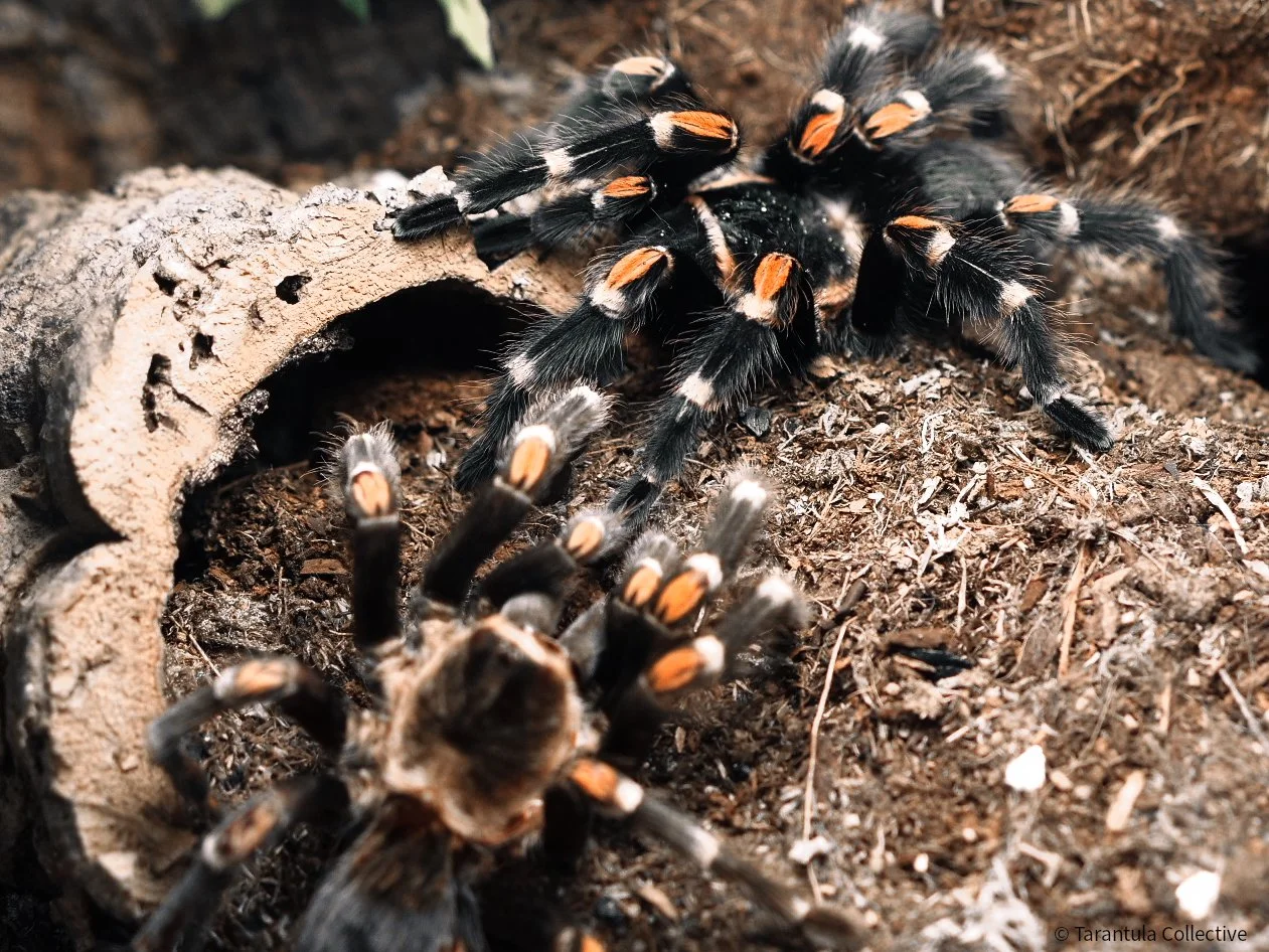 Signs Your Tarantula Is About to Molt