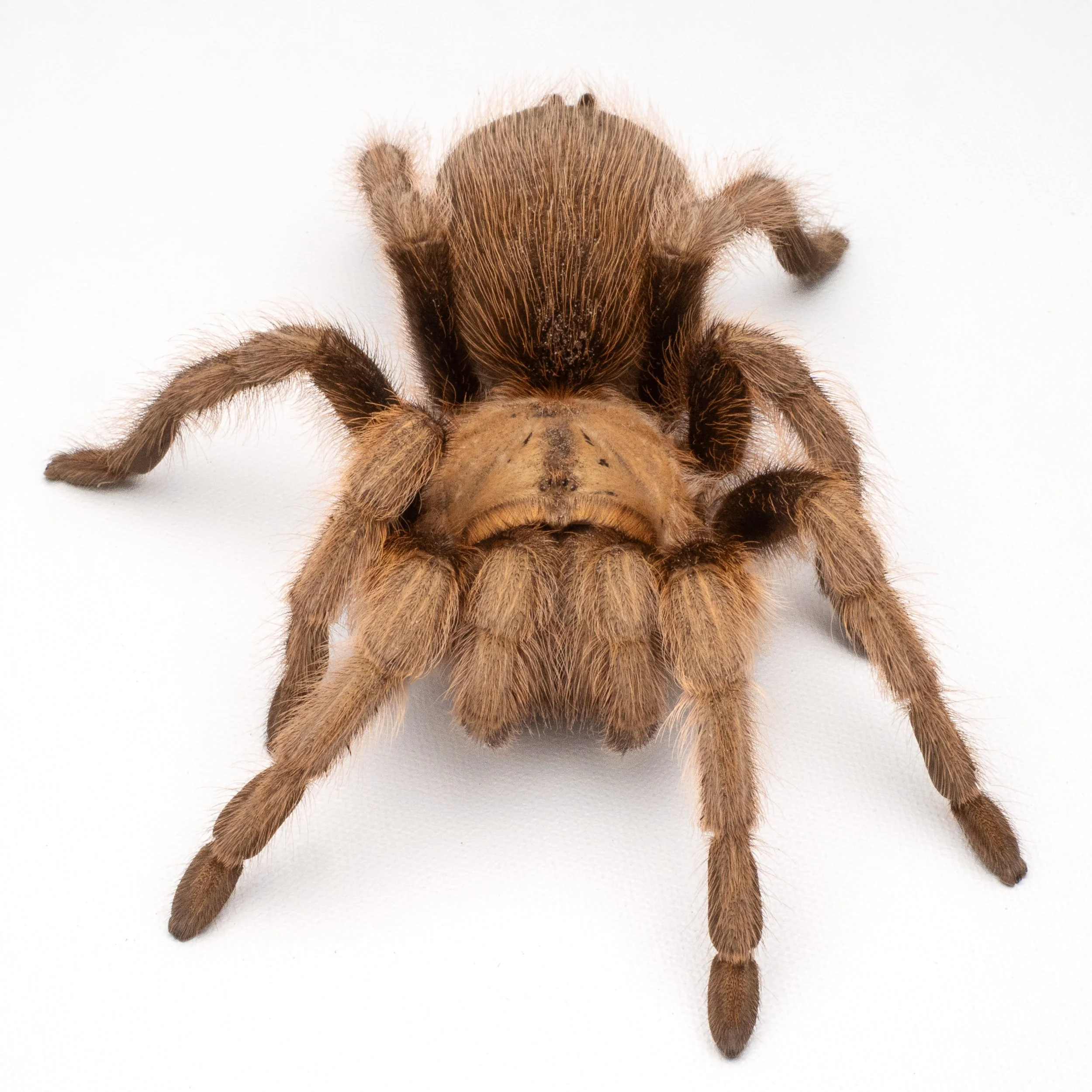 5 Tarantulas That Live the Longest