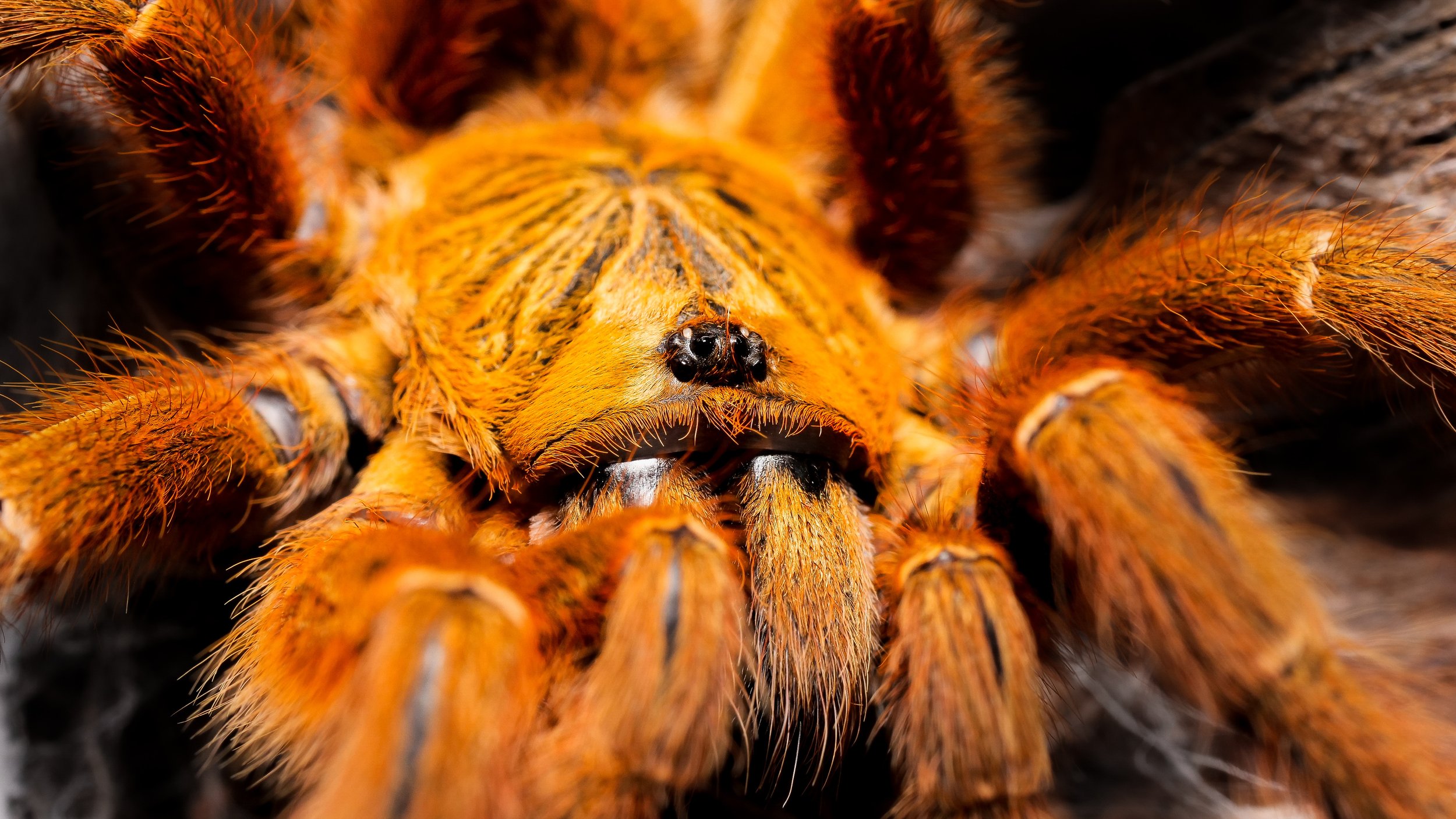 What Tarantulas Can Teach Us About Change This Spring