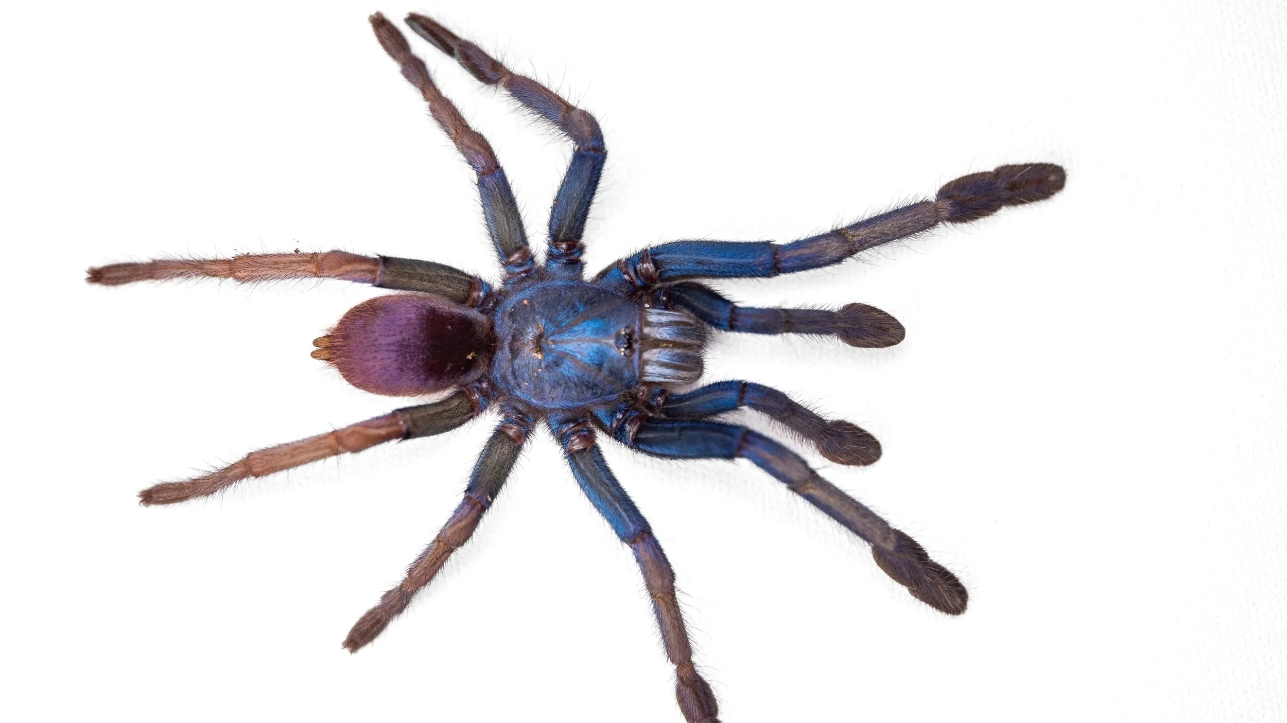 Can Tarantulas &amp; Spiders Get High?