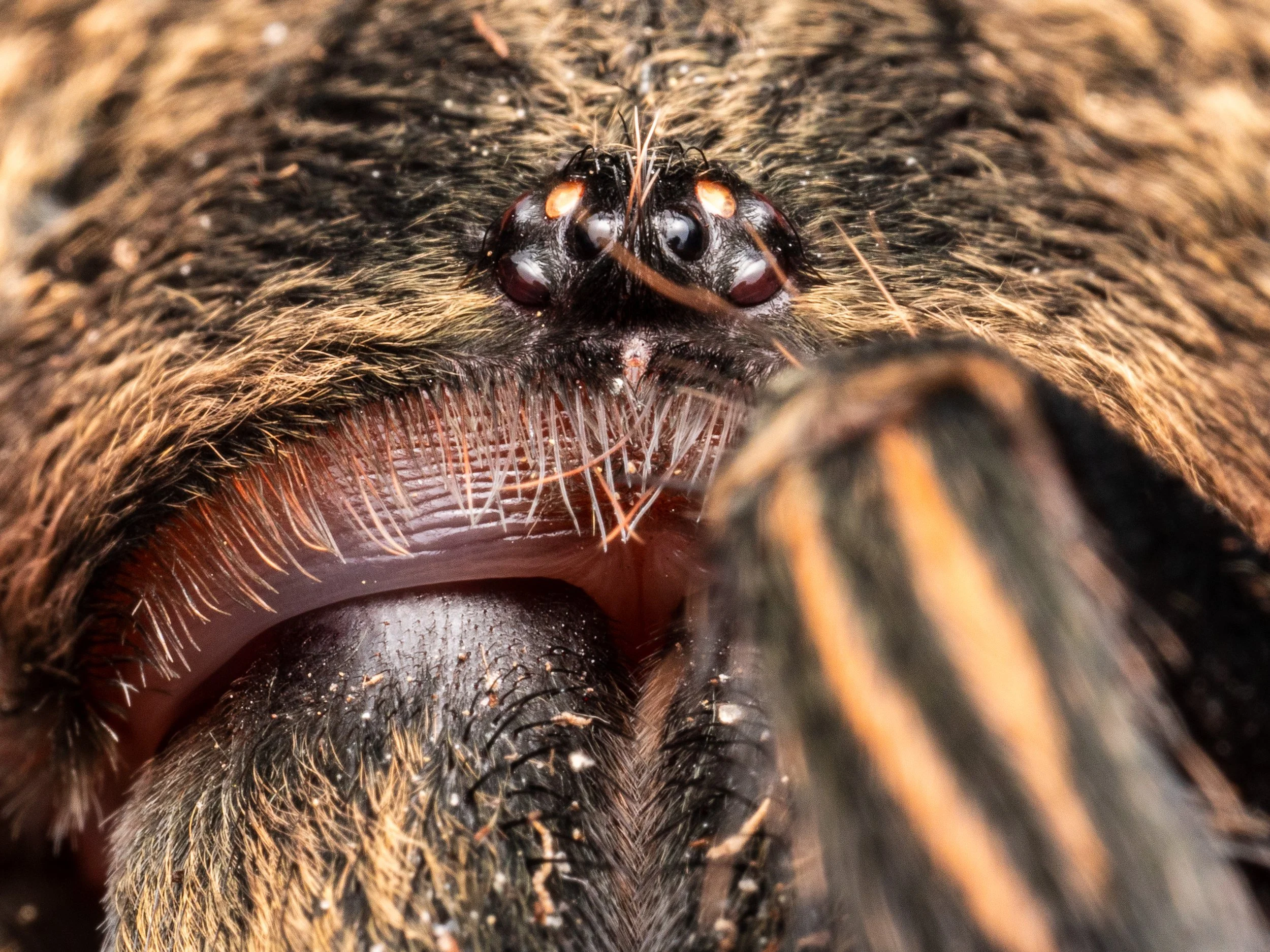 How Tarantulas Perceive the World Around Them