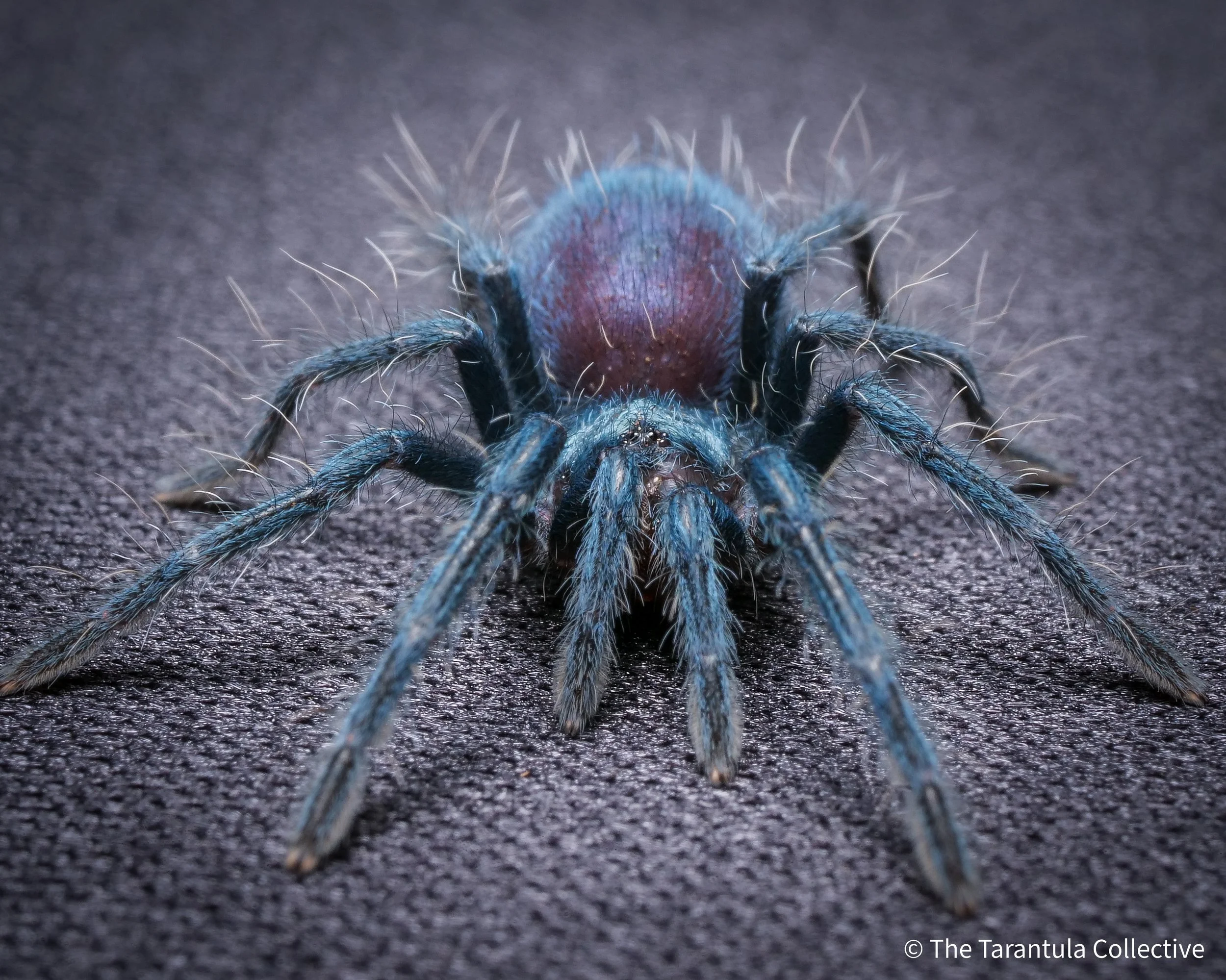 Why Are Some Tarantulas Blue?
