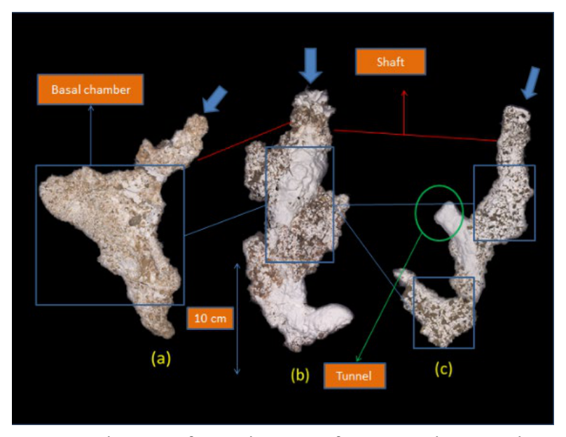 malaysia_soil_fig7_juvenile_chilobrachys_burrows.png