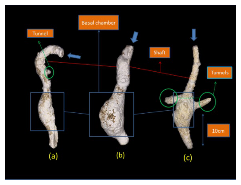 malaysia_soil_fig6_juvenile_coremiocnemis_burrows.png