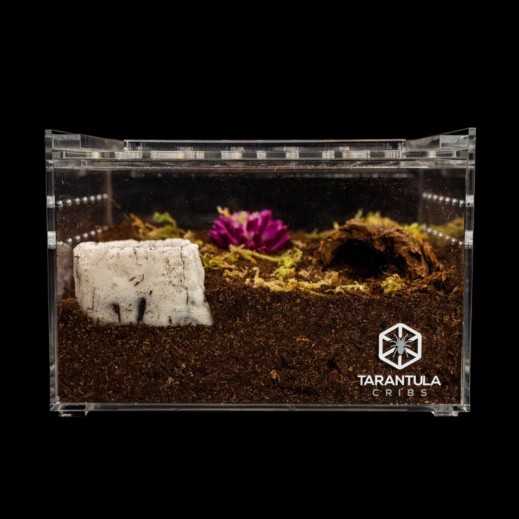 Tarantula Base Tarantula Supplies — The Tarantula Collective