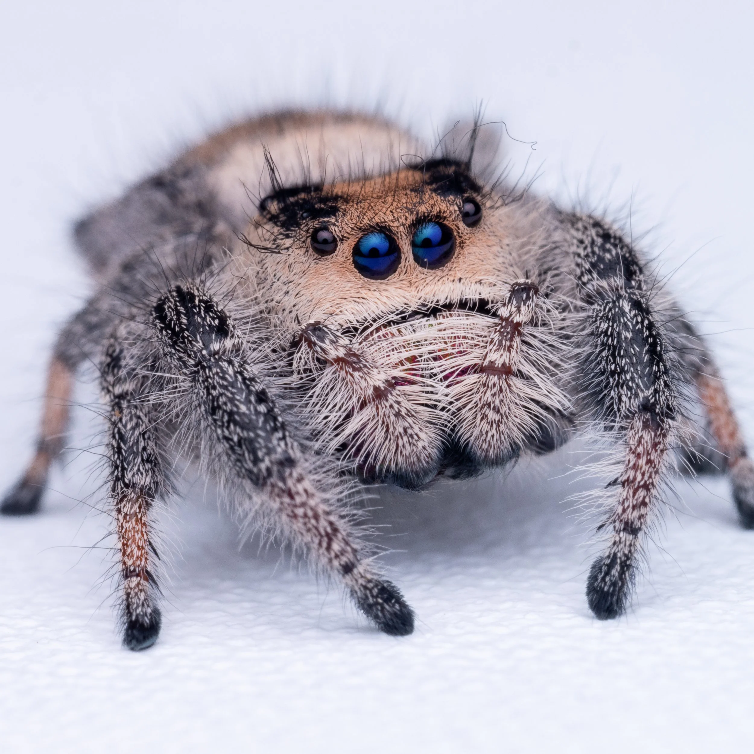 Phidippus regius - Regal Jumping Spider - 1/8-1/4" w/ Tarantula Collective 3" Cube