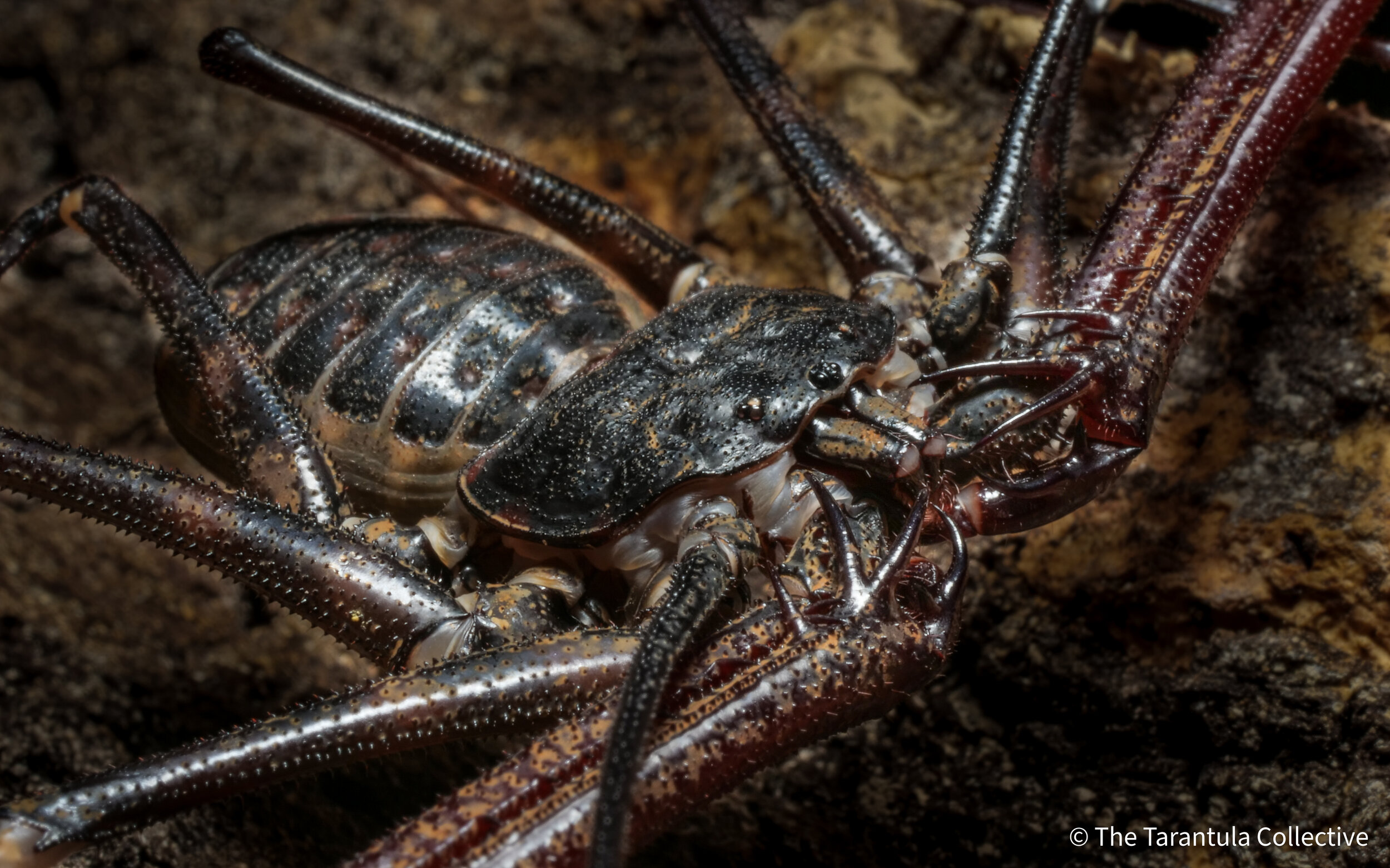 ♤️ Paciência Spider Scorpion
