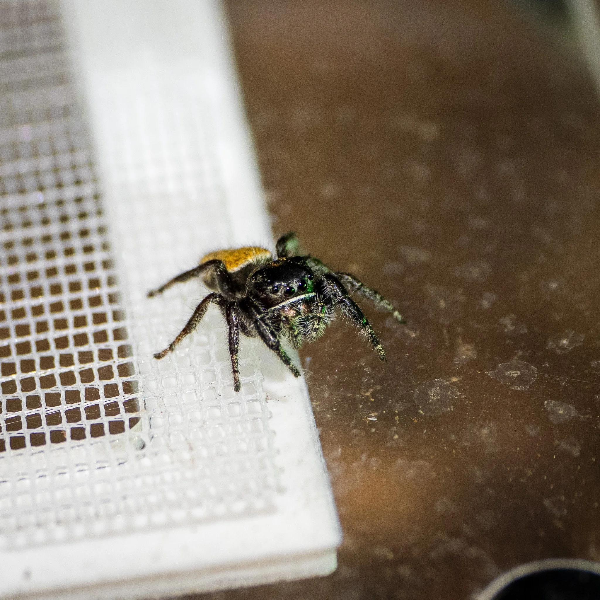 Phidippus morpheus - Dream Jumping Spider
