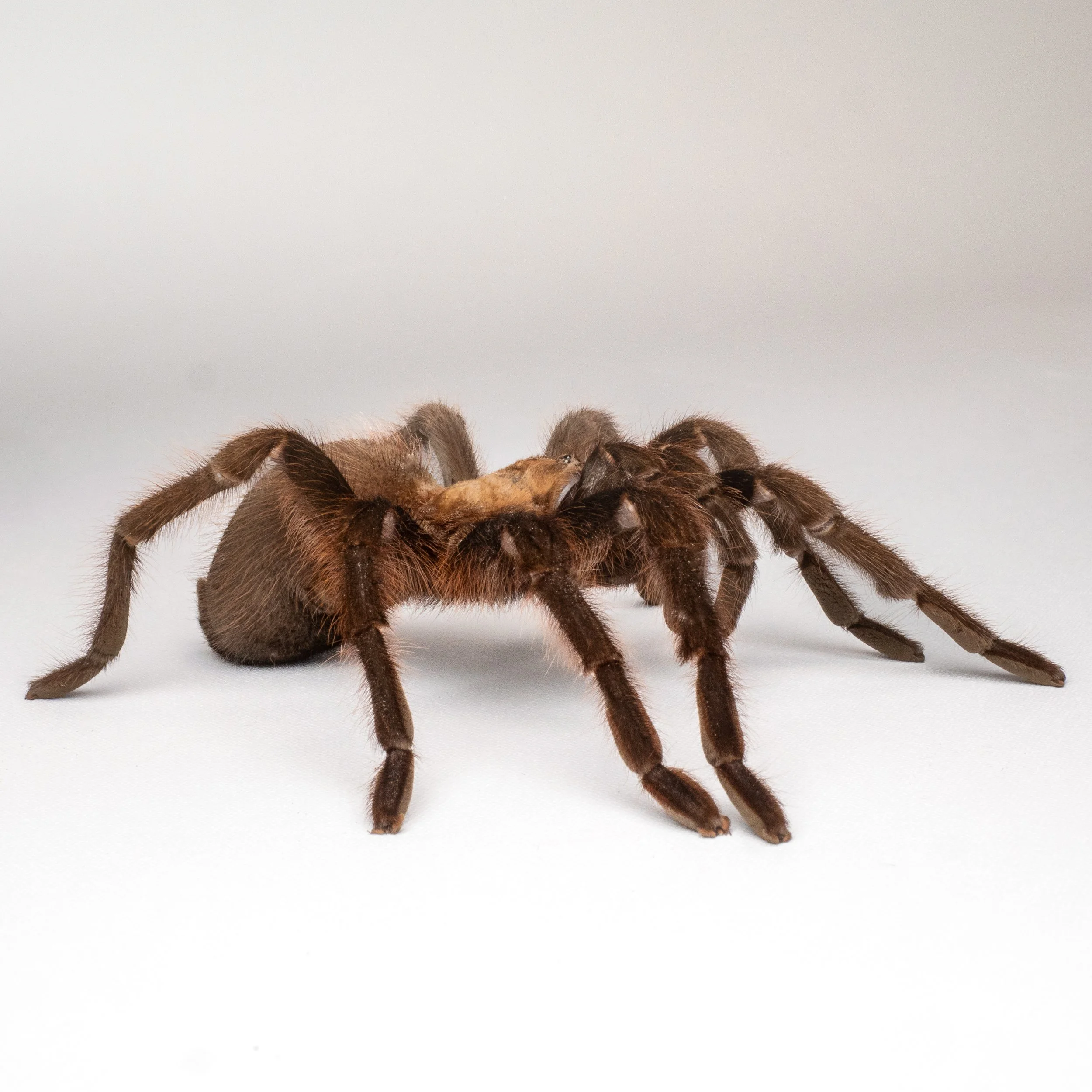 Texas Tan Aphonopelma anax — The Tarantula Collective