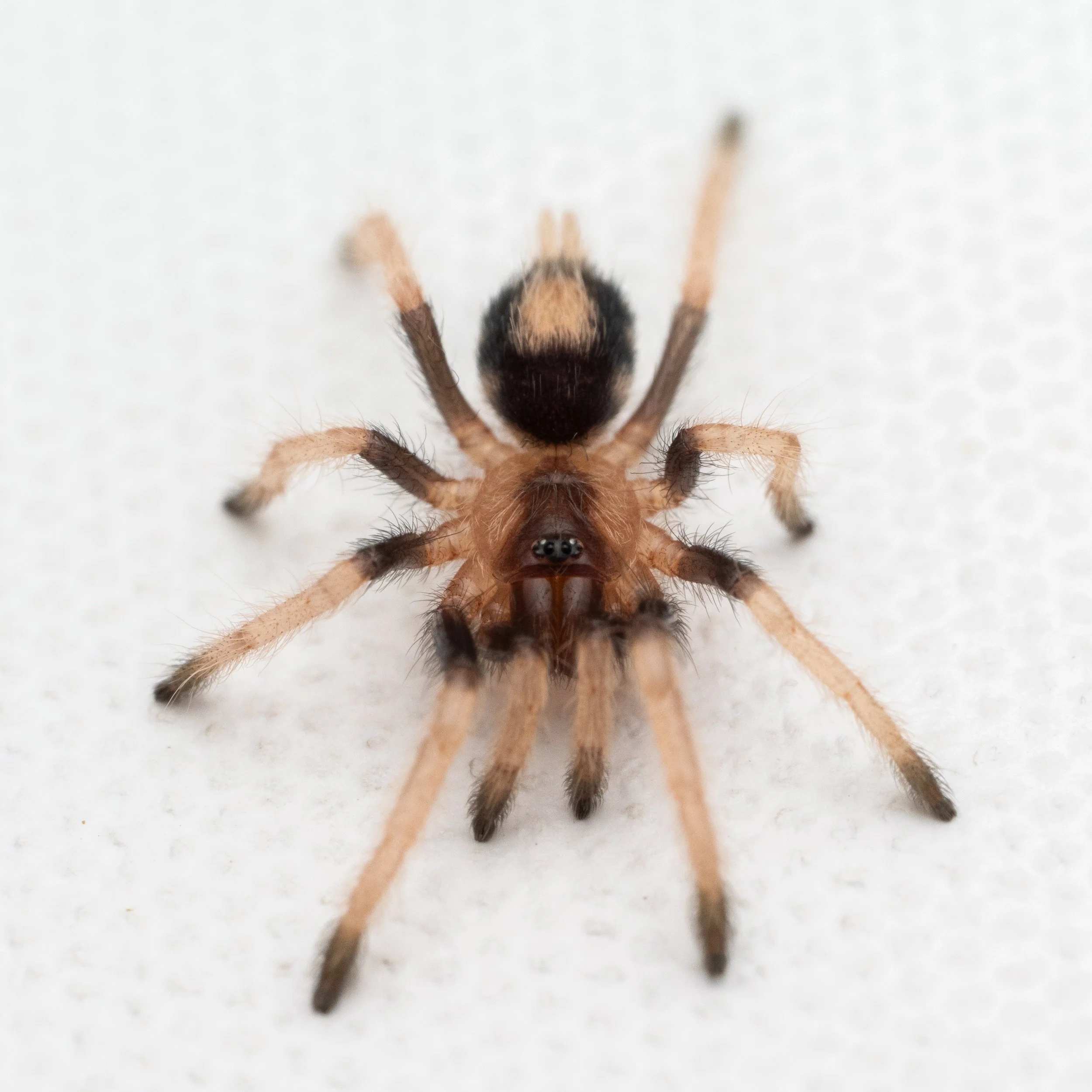 Cyriocosmus ritae - Peruvian Black & White Dwarf - 0.25" Spiderling