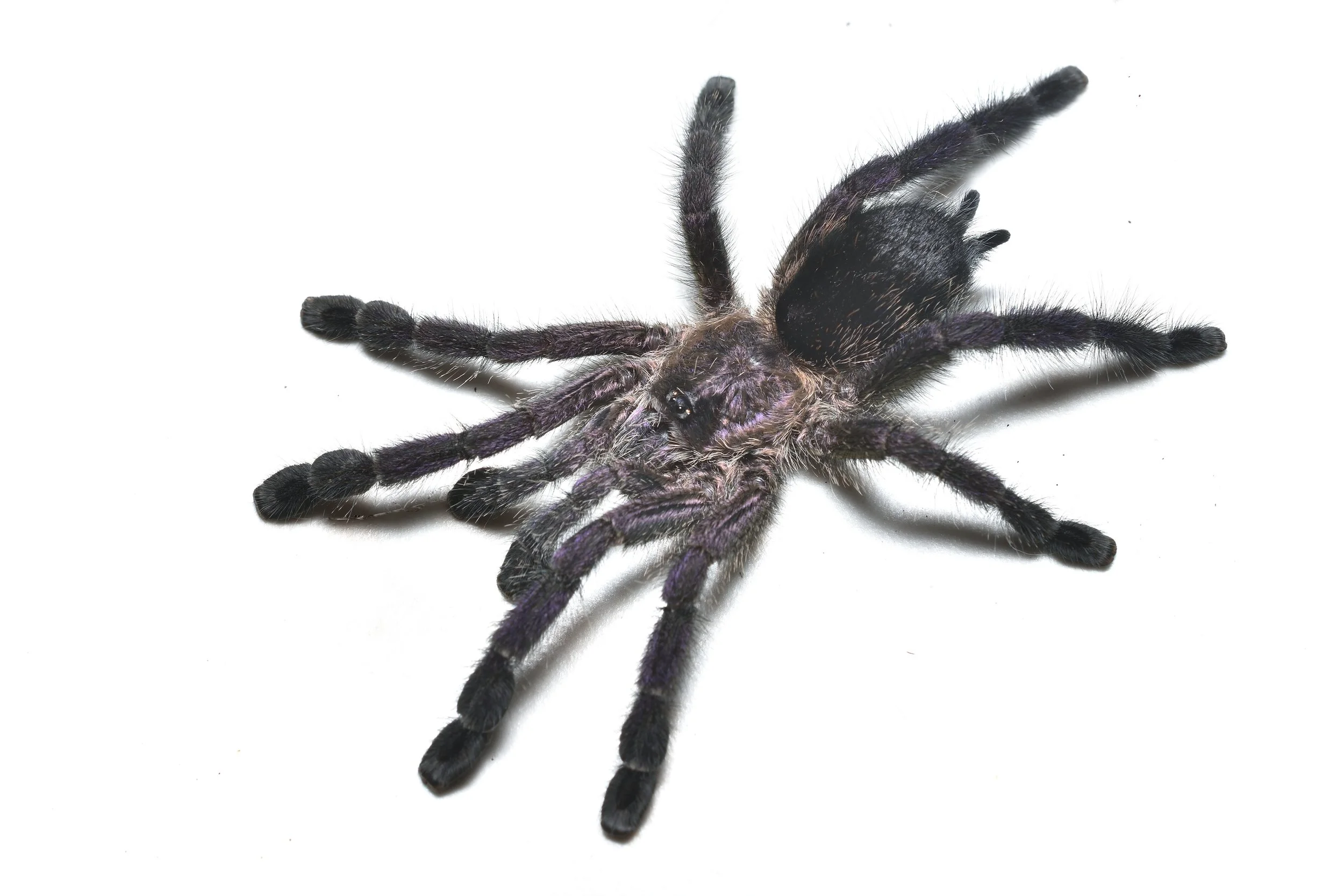 Avicularia purpurea - Purple Pink Toe - 3/4-1" Spiderling