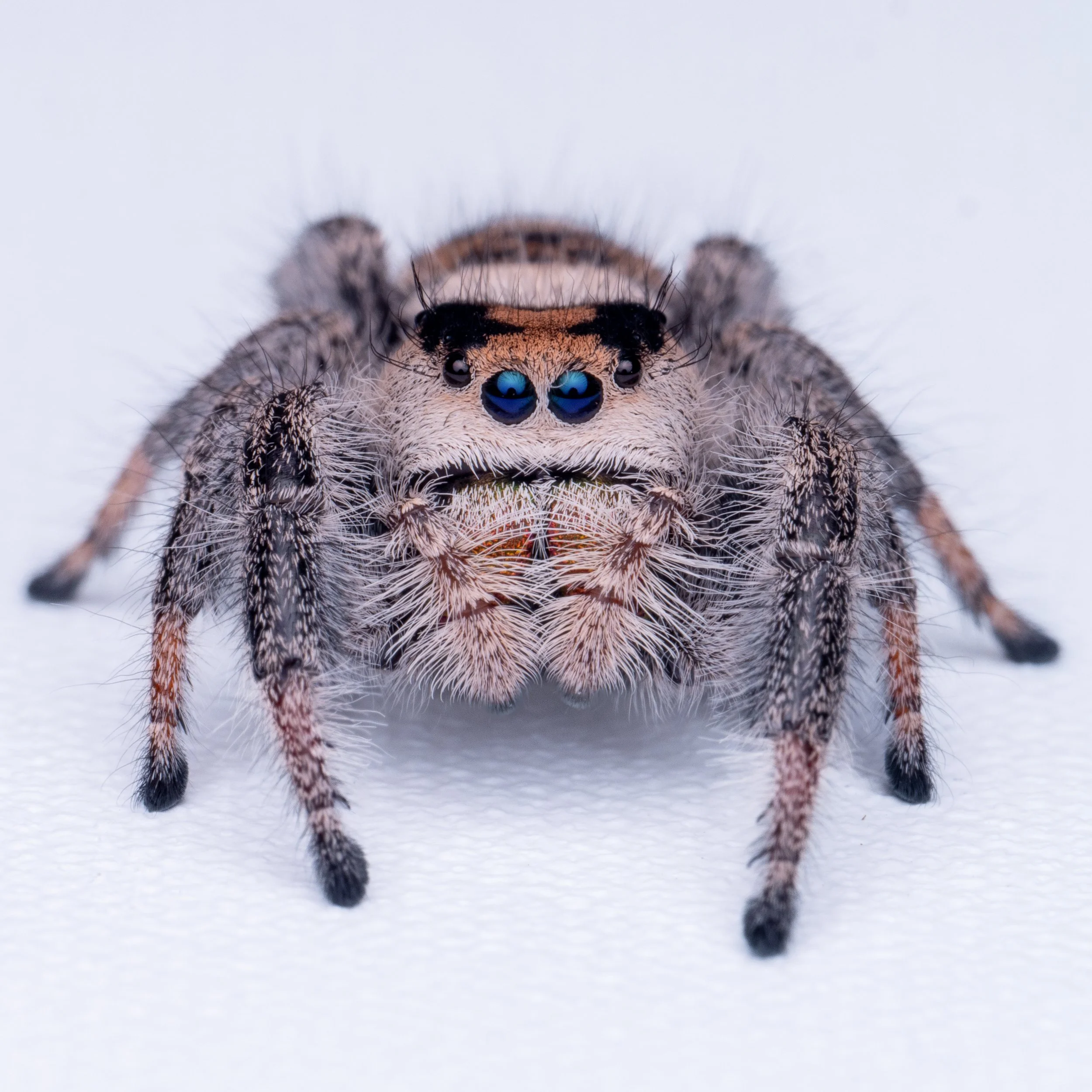 Royal Gaze of the Regal Jumping Spider 12x12