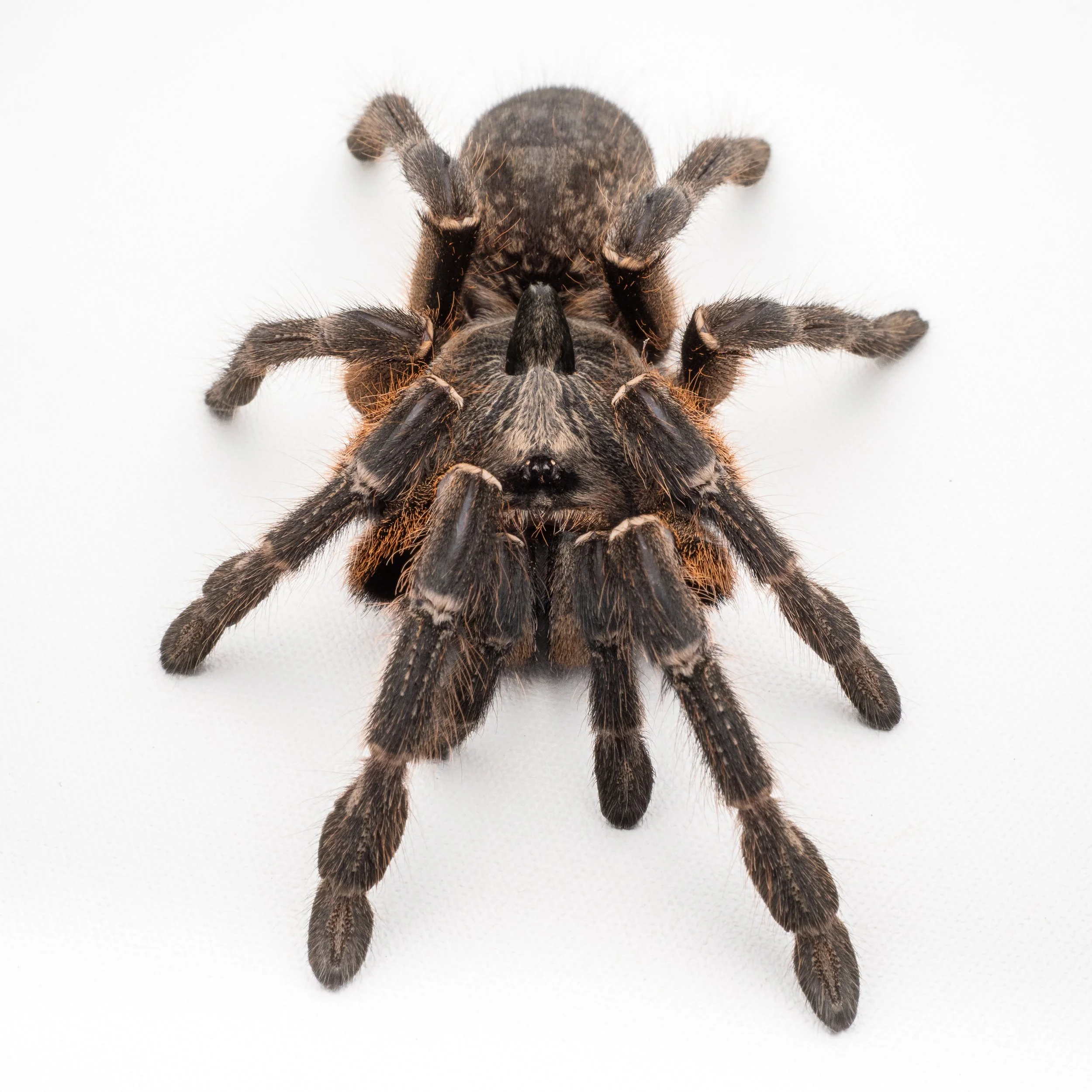 Ceratogyrus darlingi - Rear-Horned Baboon - 0.5-0.75" Spiderling