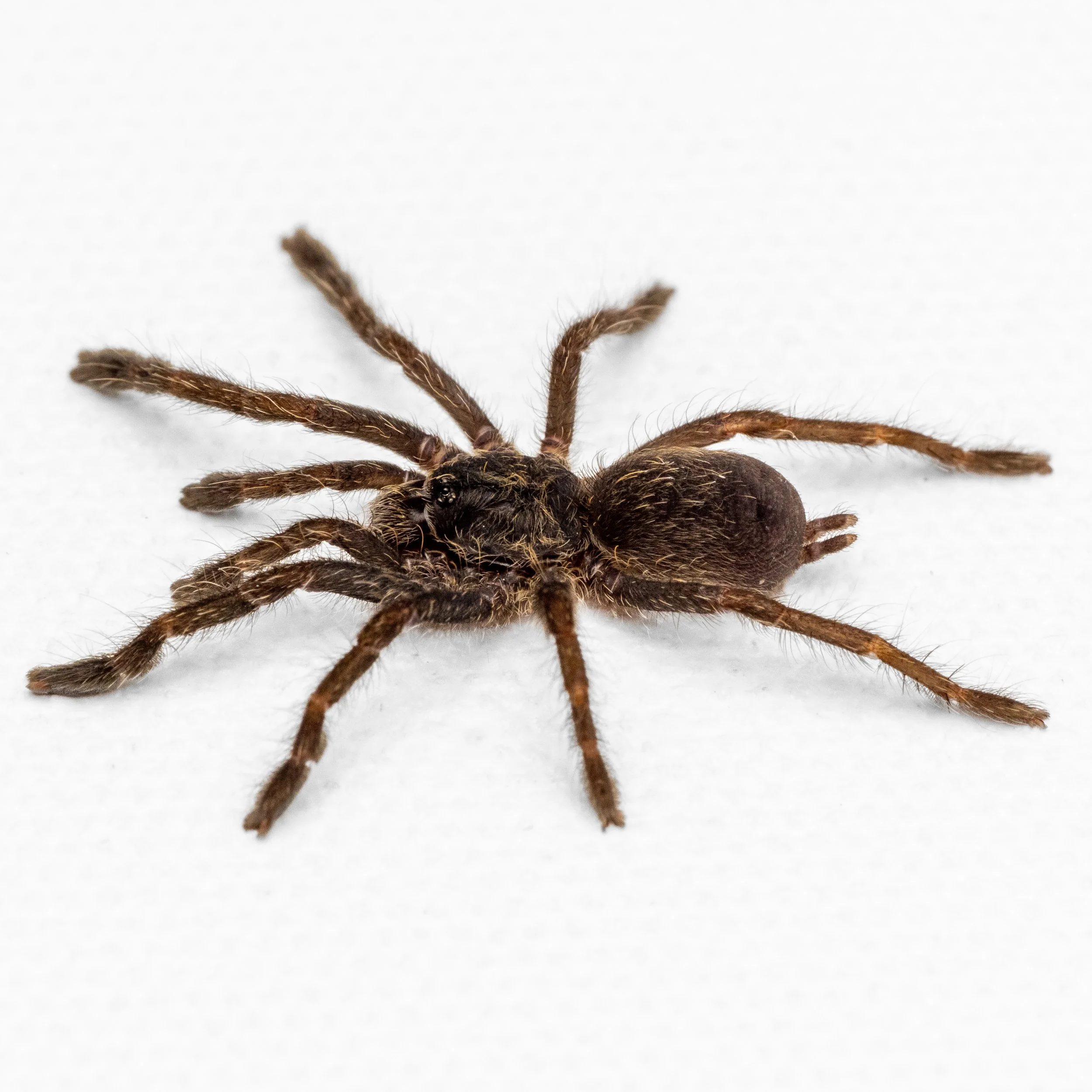 Ceratogyrus meridionalis - Zimbabwe Grey Baboon - 0.5" Spiderling