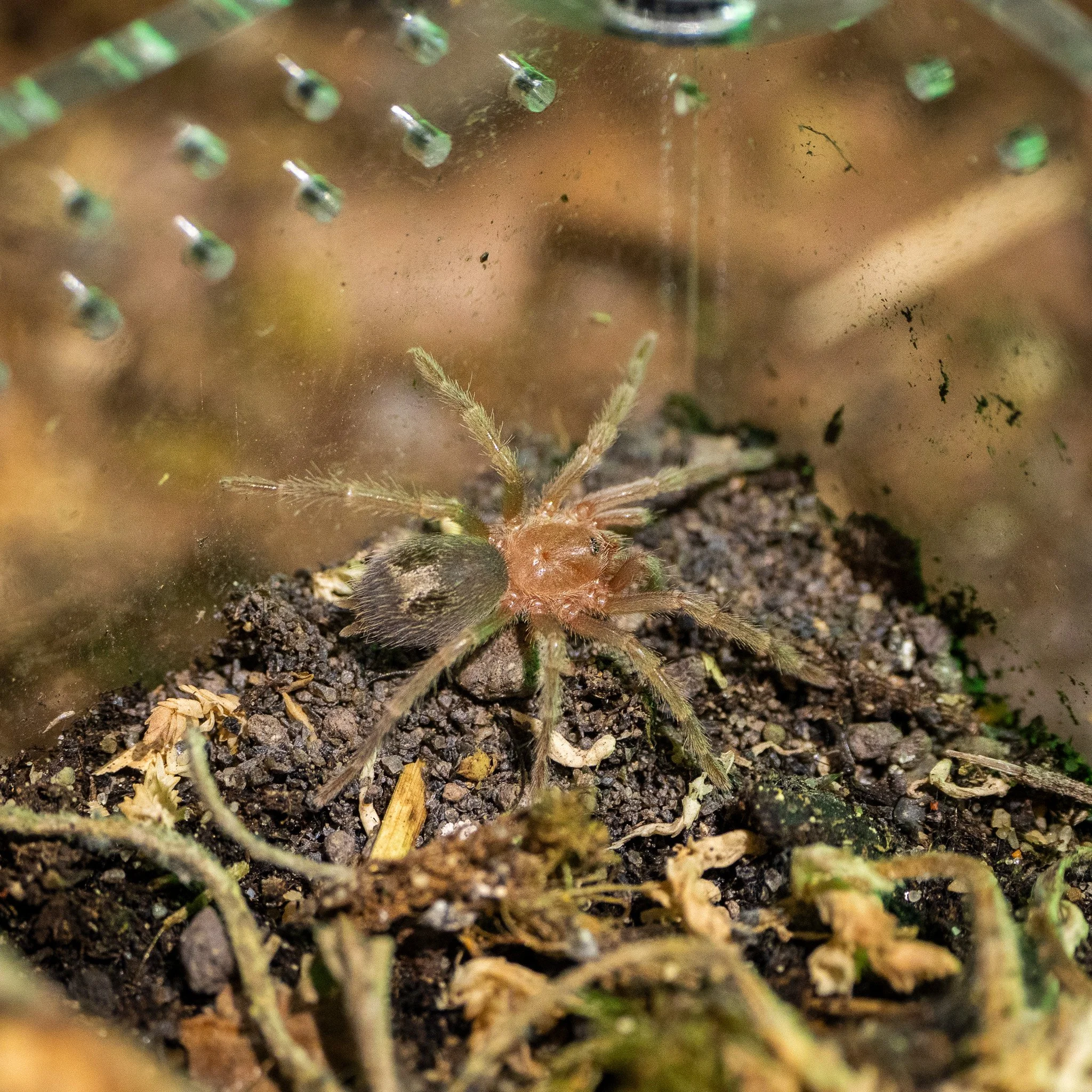 Euathlus sp. “Hermosa” - Chilean Emerald Beauty Tarantula
