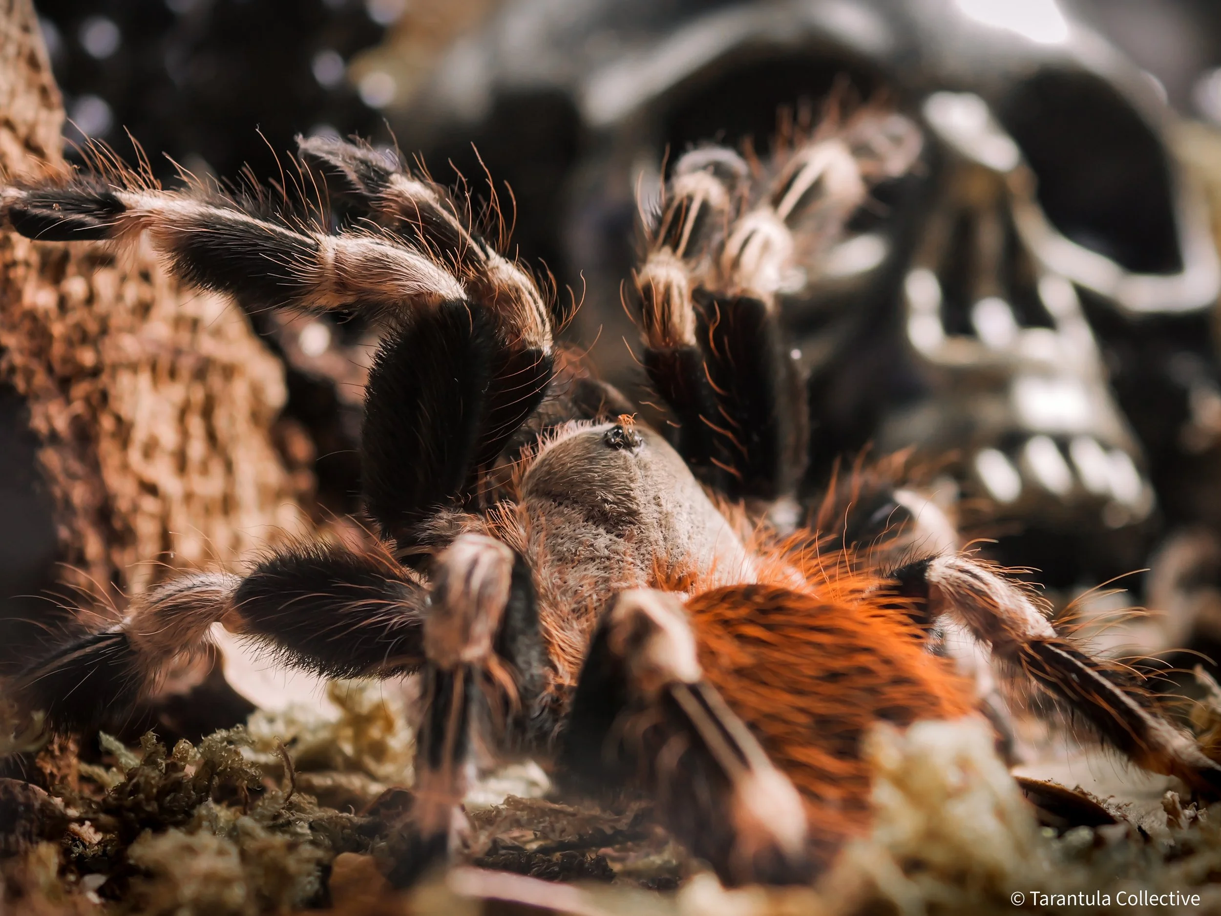 Nhandu chromatus - Brazilian Red & White - 1-1.25" w/ Tarantula Cribs Small Slider