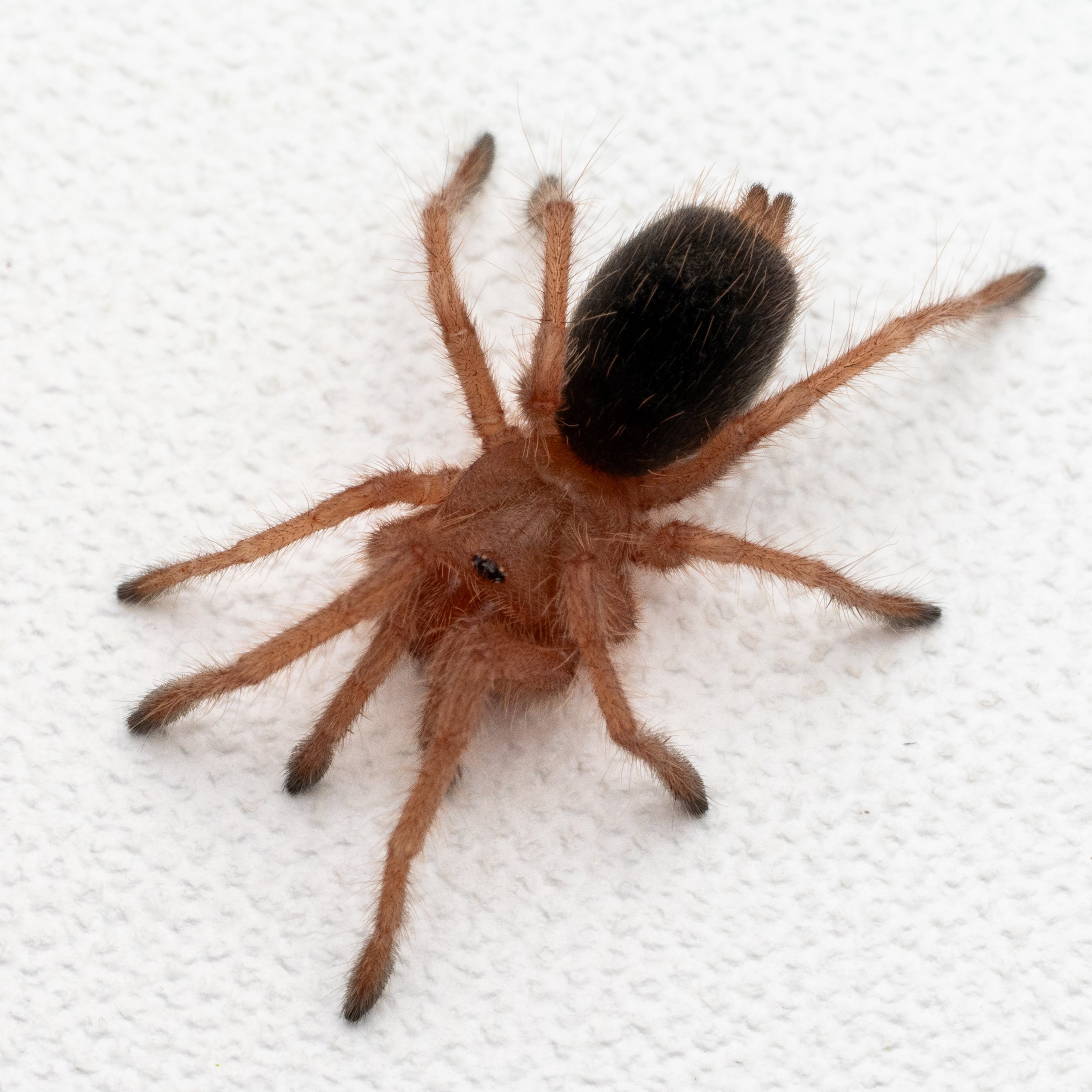 Grammostola rosea "RCF" - Chilean Rose Hair - 0.5-0.75" Spiderlings