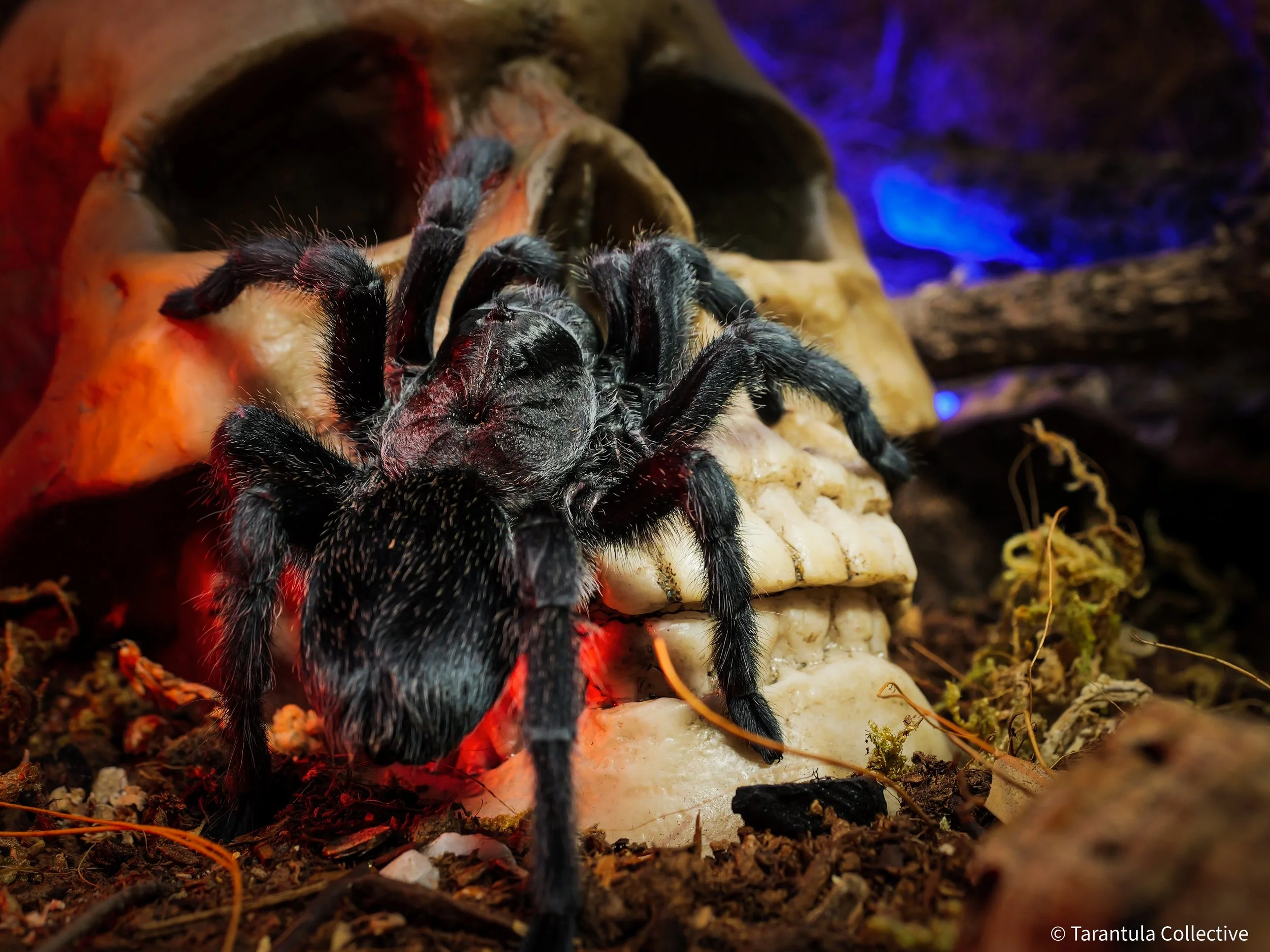 Grammostola quirogai - Uruguayan Black Beauty - 1" w/ Tarantula Collective 3" Cube