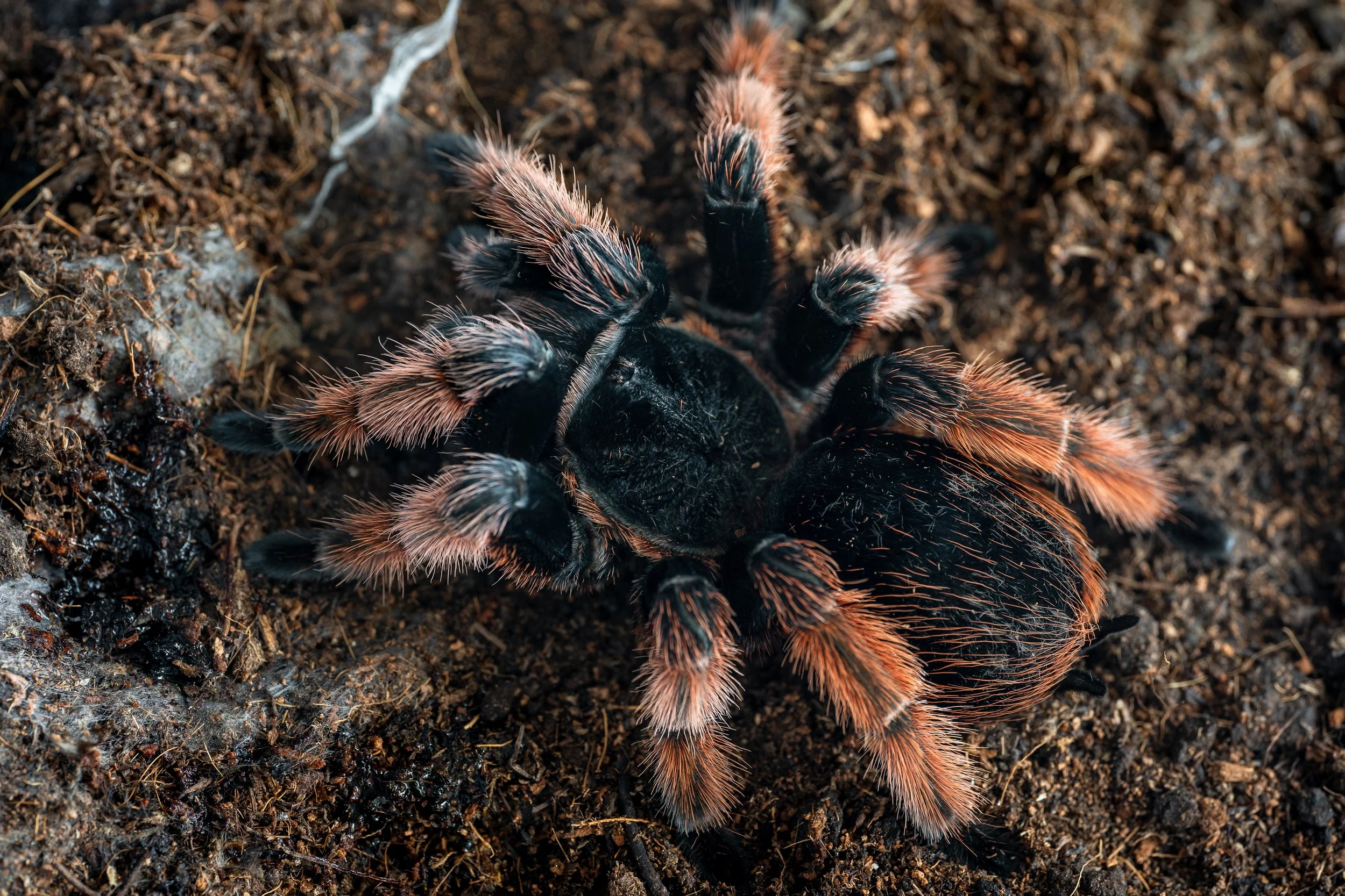 Brachypelma klassi - Mexican Pink - 0.5-0.75" Spiderling