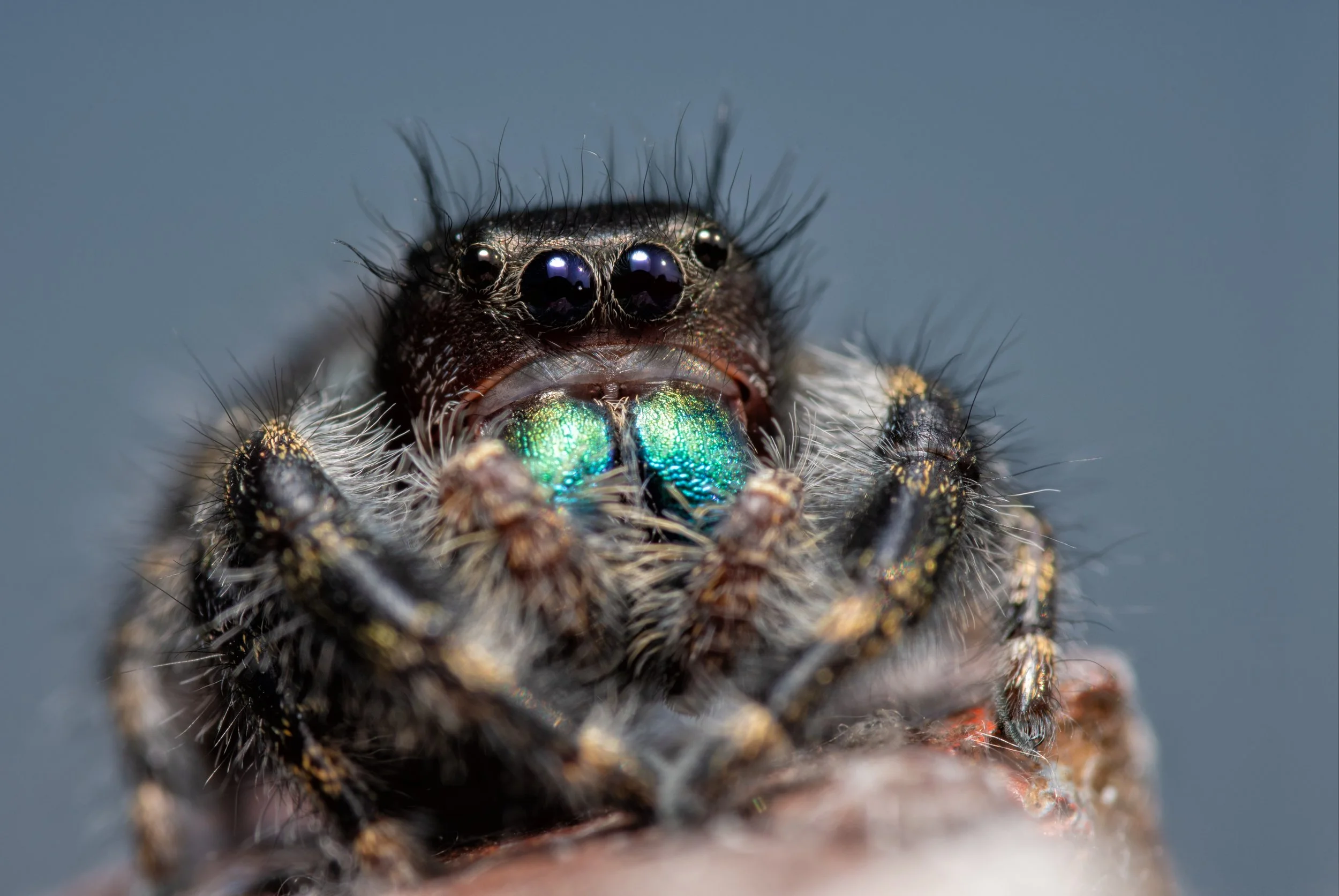 AdobeStock_308774019.jpeg
