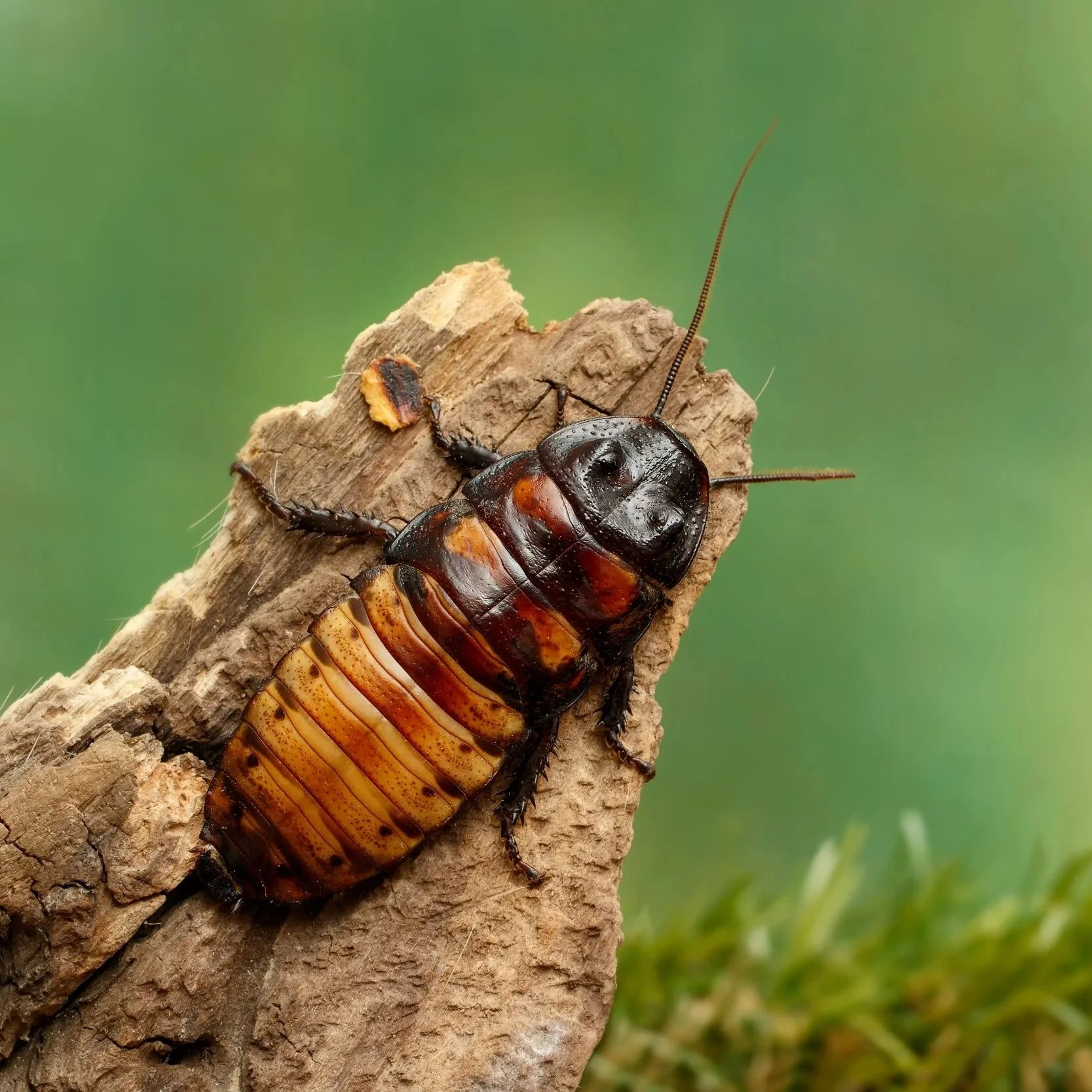 AdobeStock_273735706.jpg