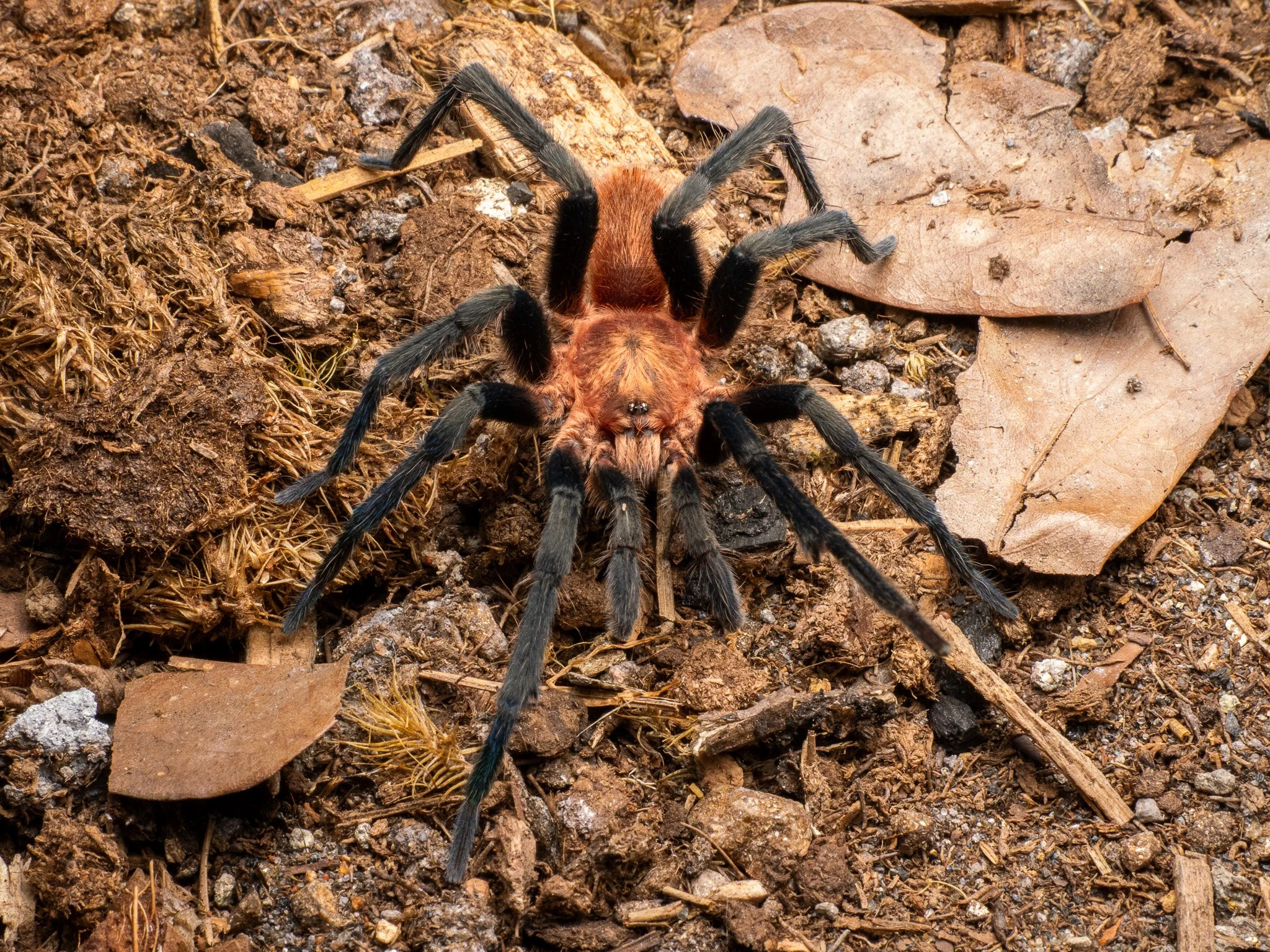 Holothele longipes - Trinidad Pink Tarantula - Male
