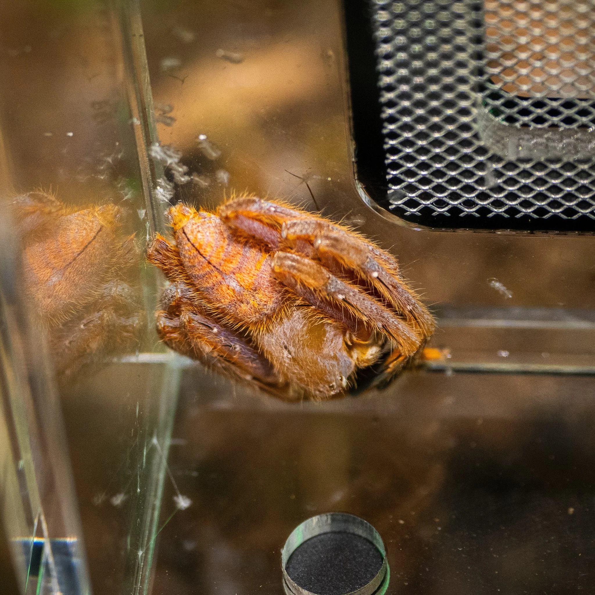 Gnathopalystes sp. “Yunnan” - Yunnan Huntsman Spider