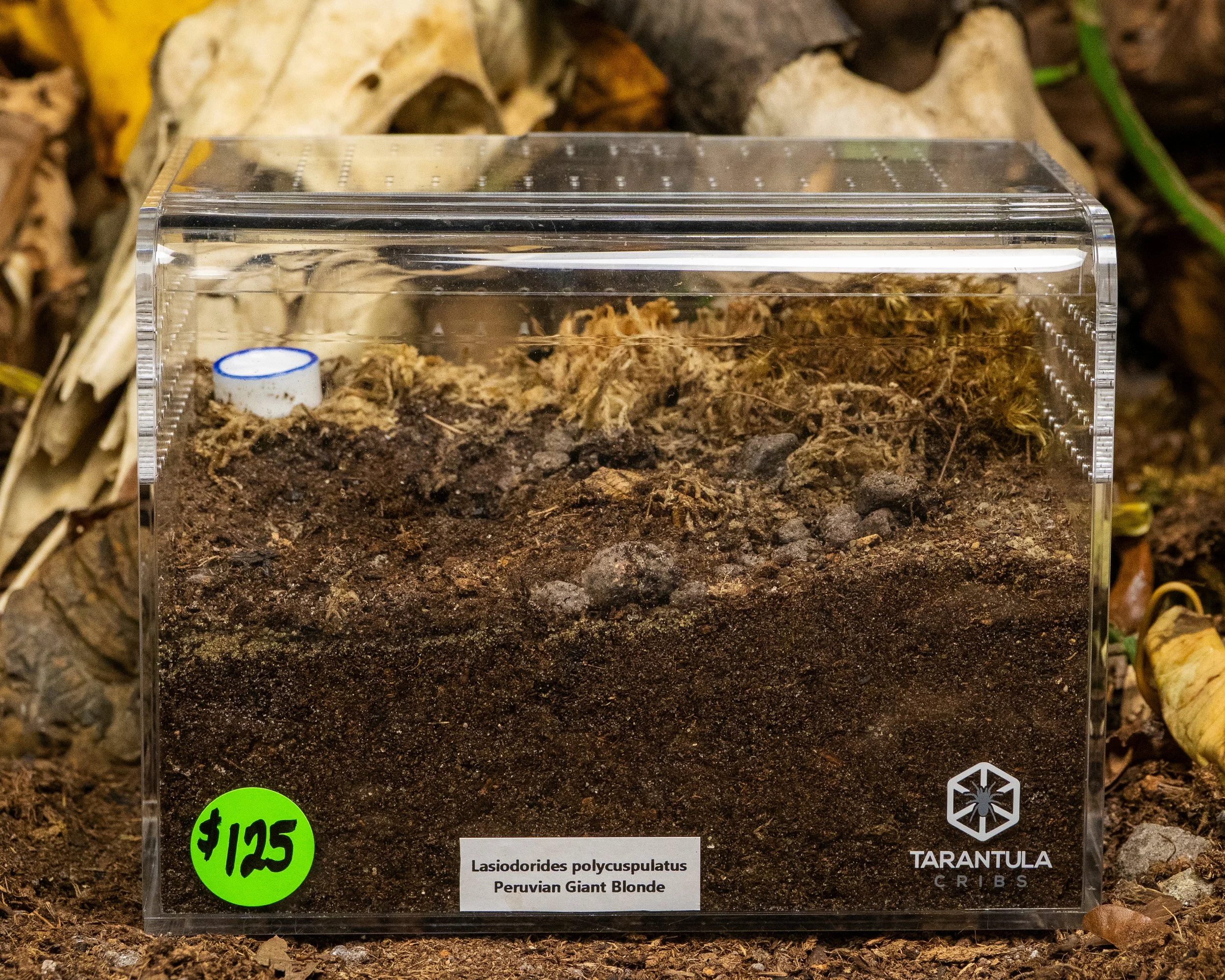 Lasiodorides polycuspulatus - Peruvian Giant Blonde - 0.5-1" w/ Tarantula Cribs Medium Terrestrial Curve