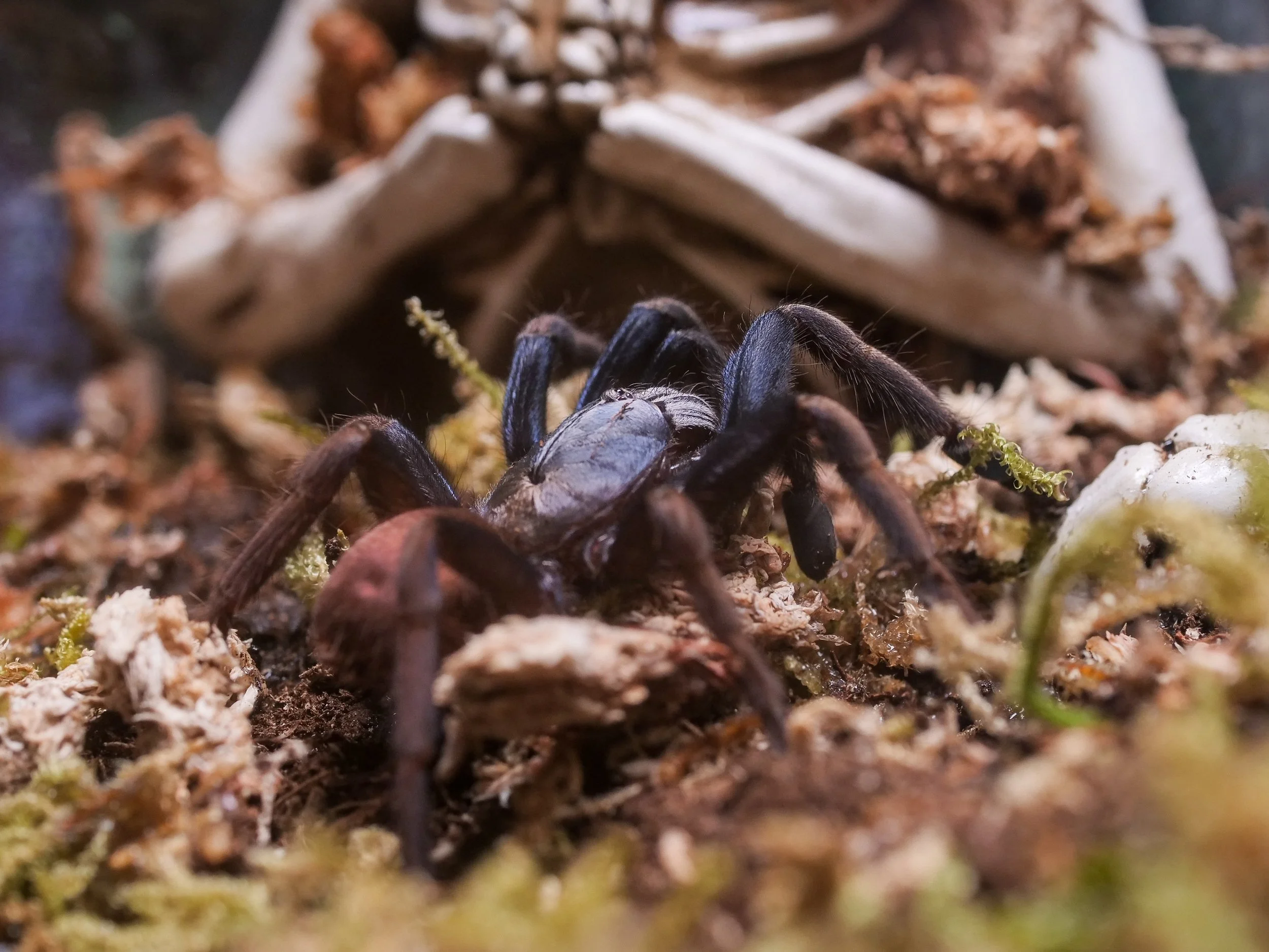 10 Fun Facts About Tarantulas That Will Blow Your Mind — The Tarantula ...