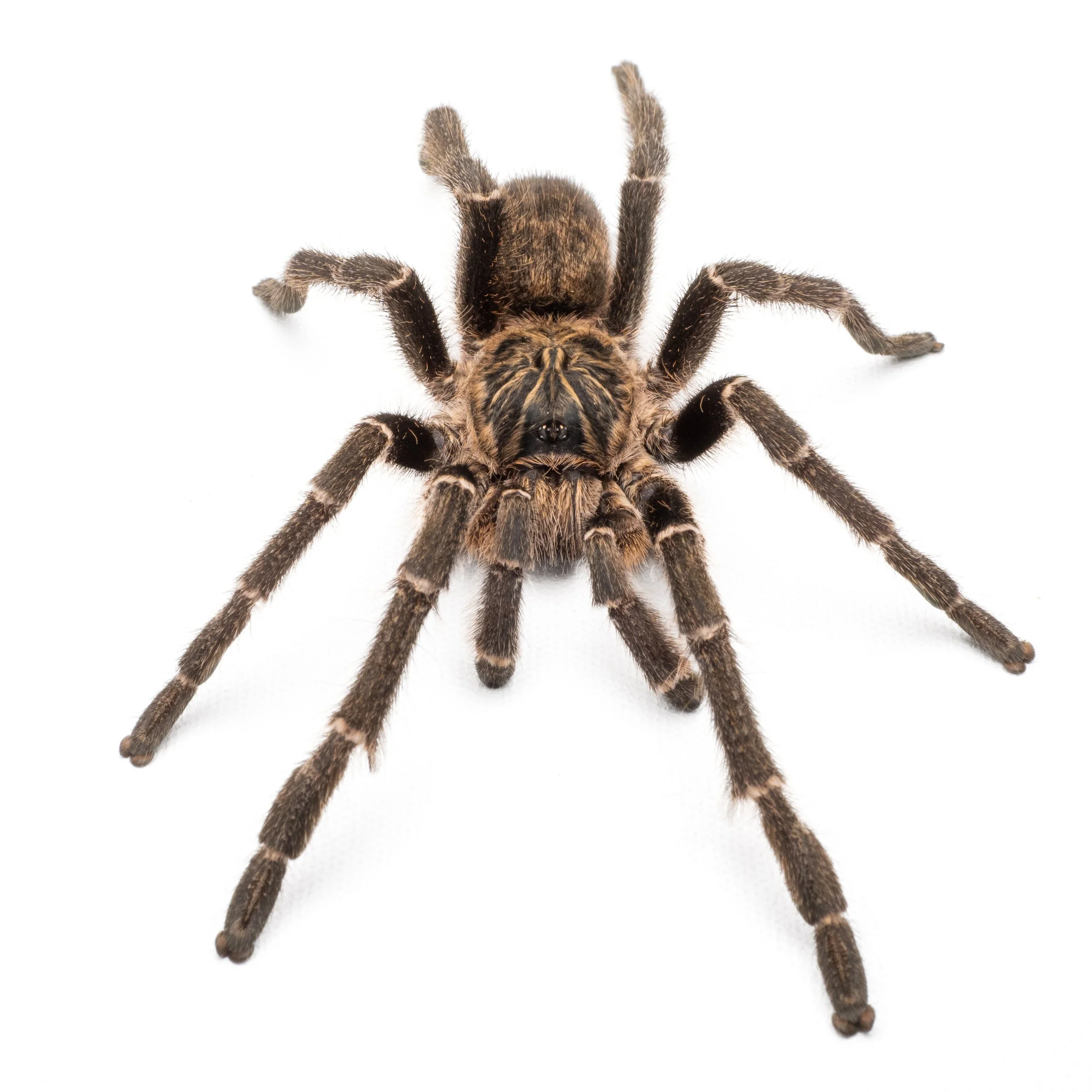 Ceratogyrus marshalli - Straight Horned Baboon - 0.5" Spiderling