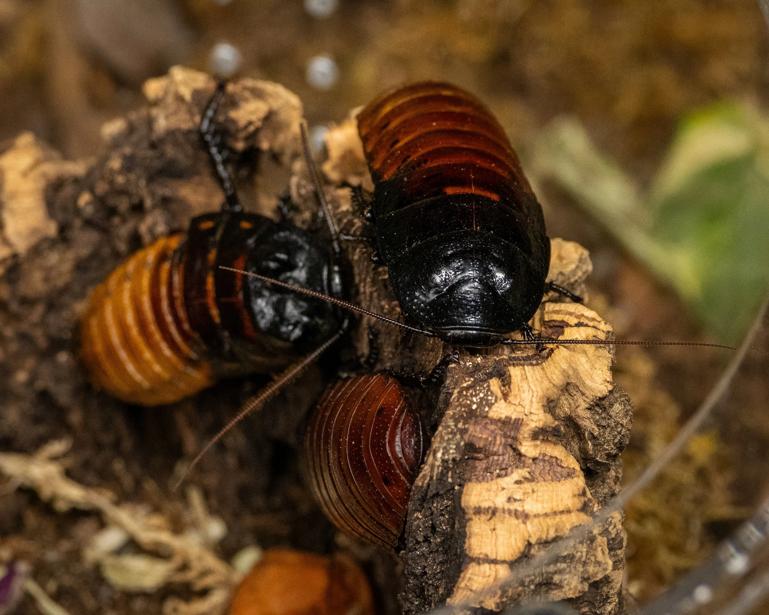 Gromphadorhina portentosa - Madagascar Hissing Cockroaches - 1.1 Adult Pair w/ Tarantula Cribs 360
