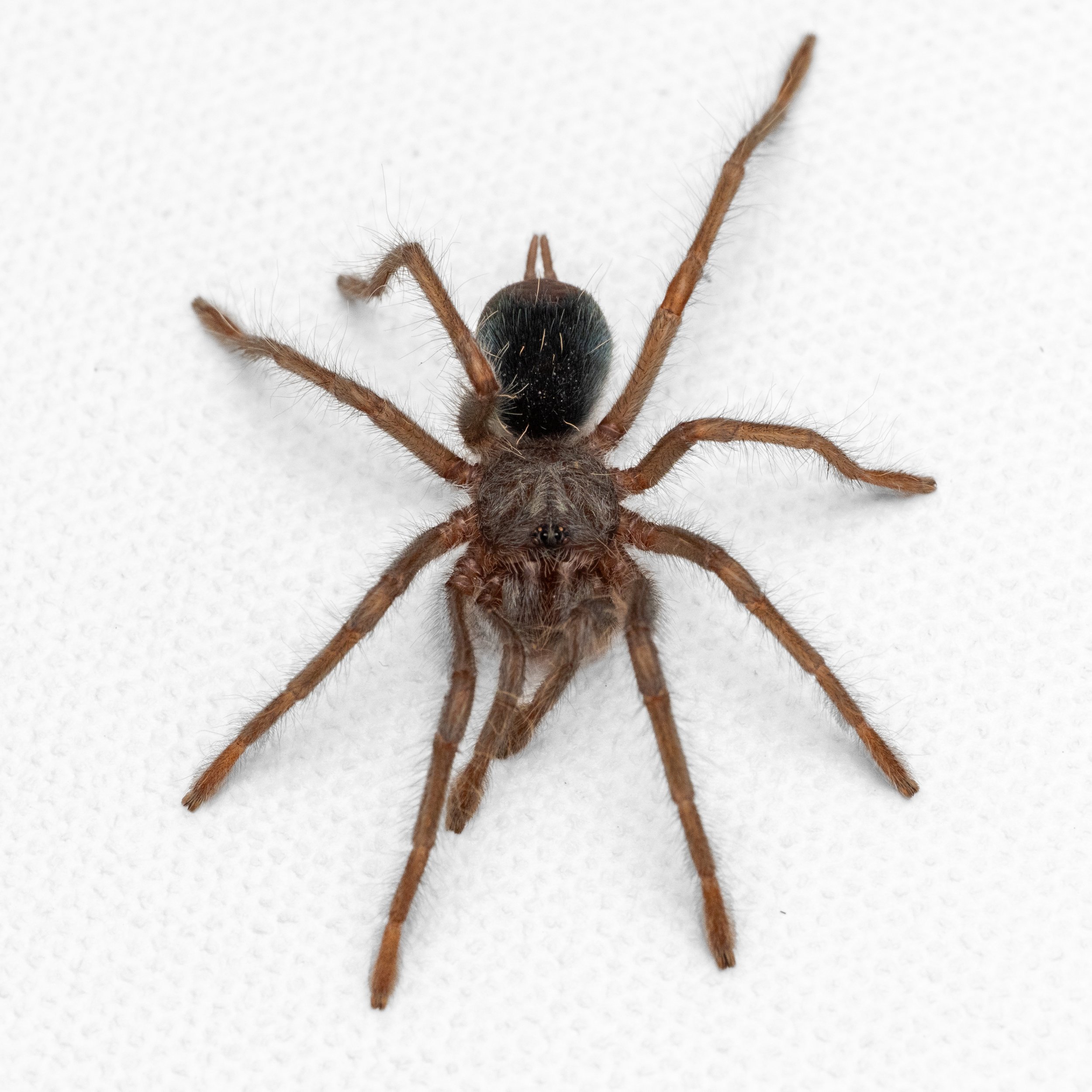 Phormictopus atrichomatus - Red Island Birdeater - 0.75" Spiderling
