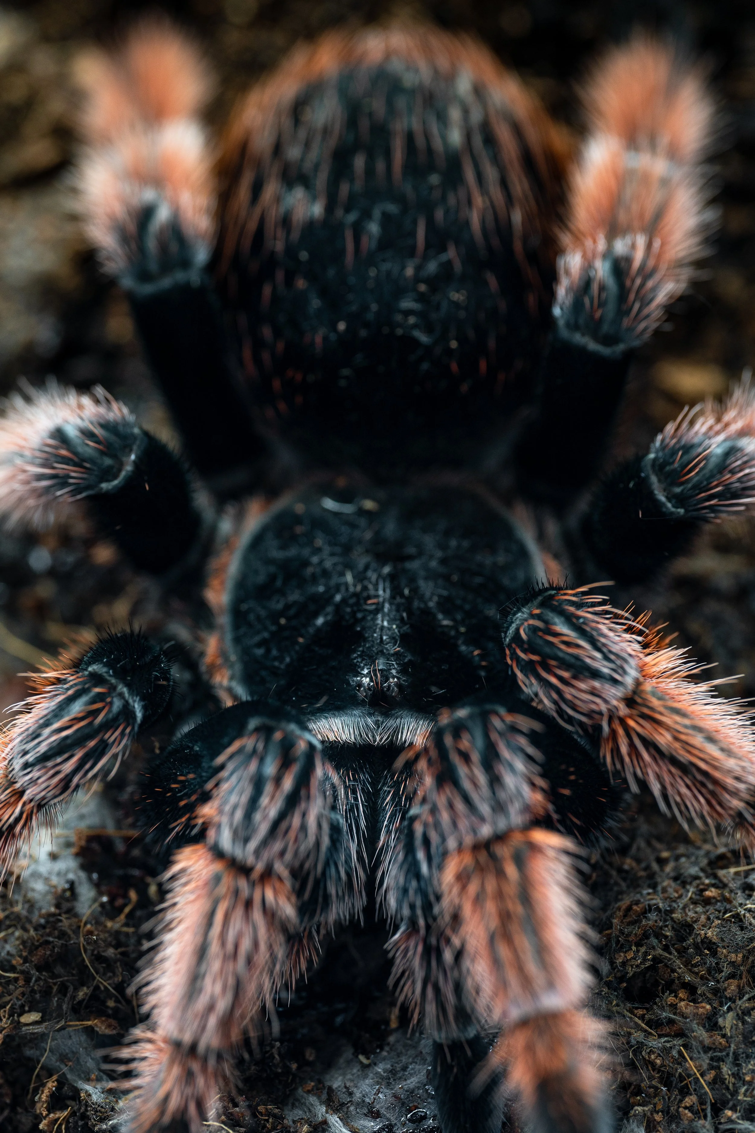 AdobeStock_730050333.jpeg