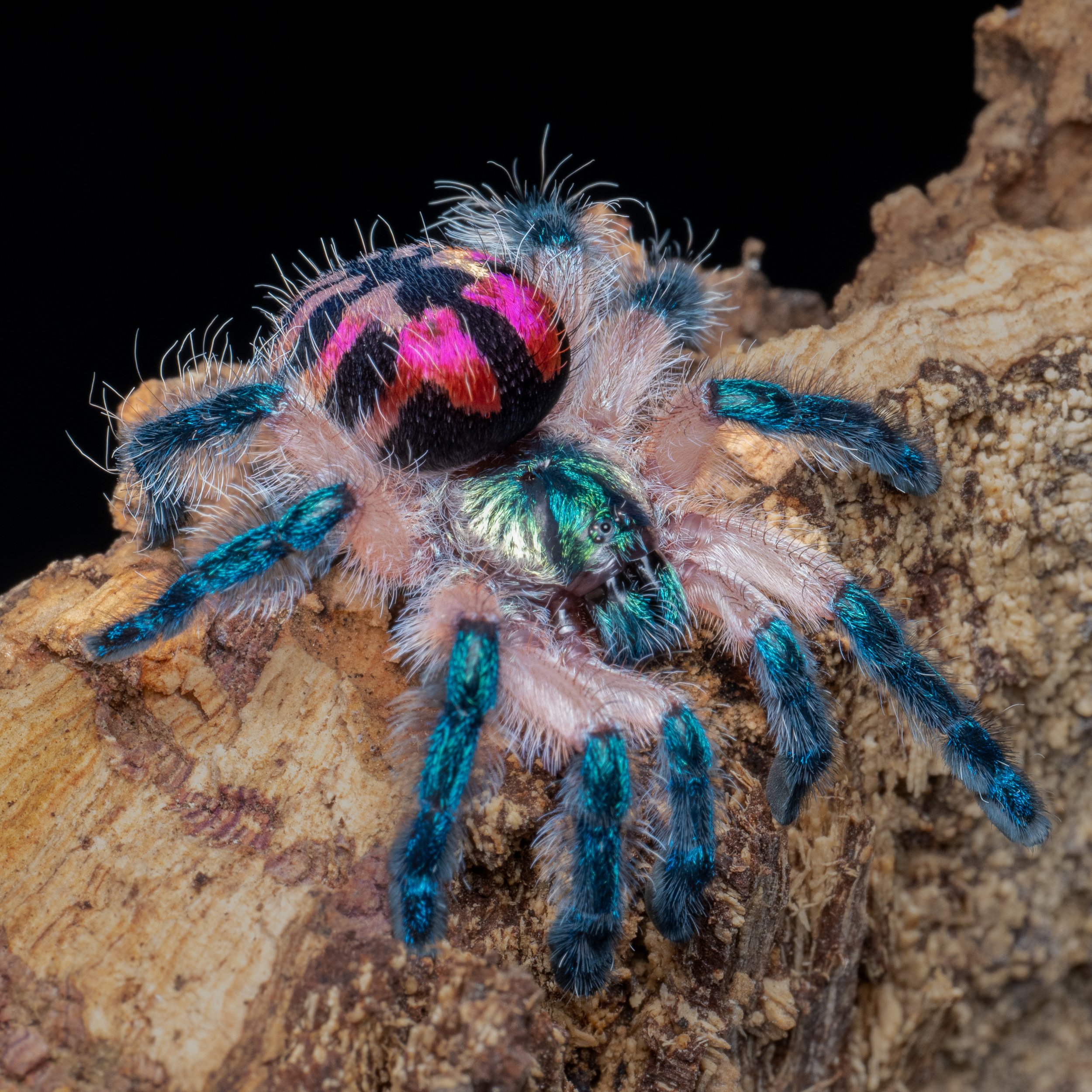 The Living Jewel - Typhochlaena seladonia 12x12