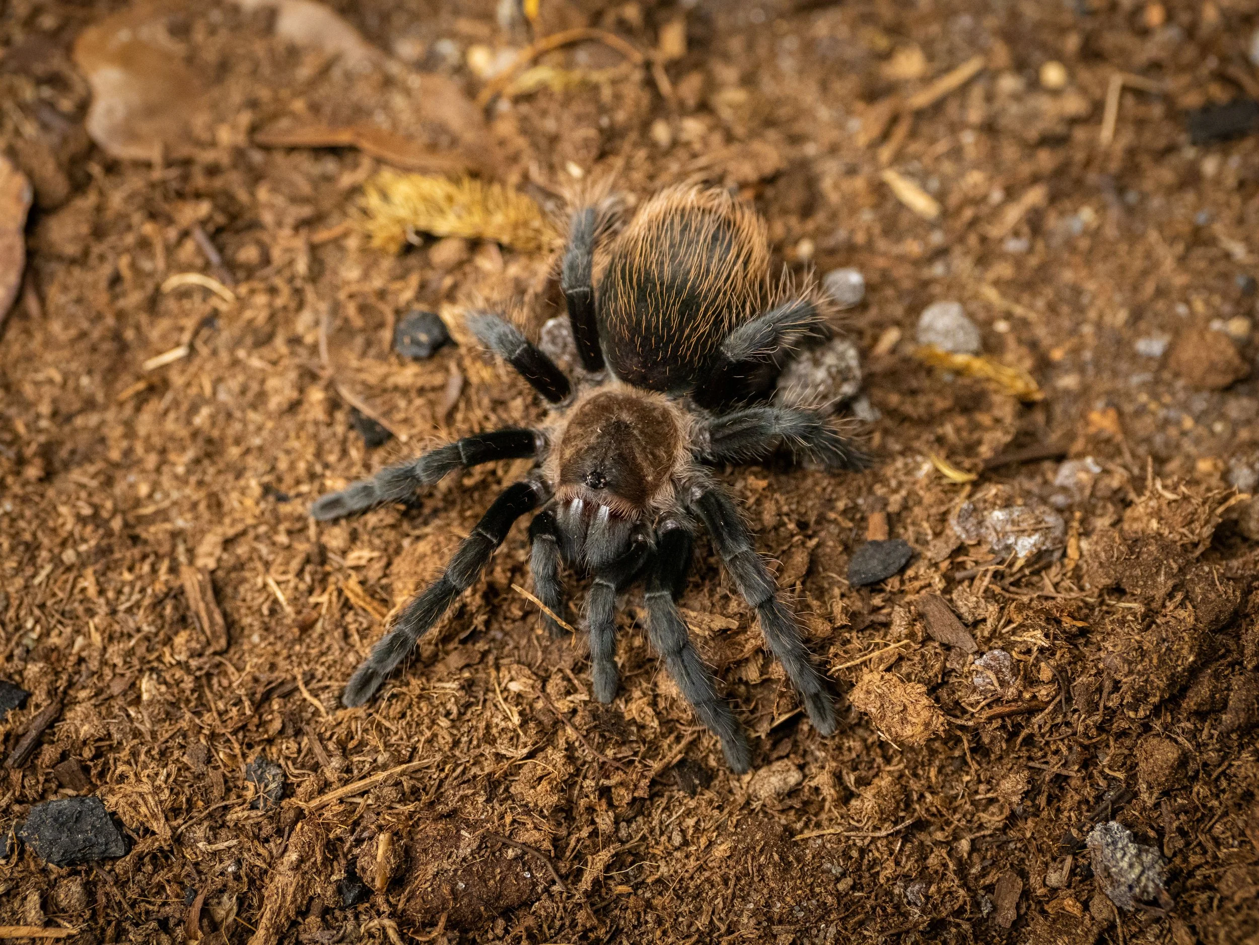 Aphonopelma sp. "Encinos" - Encinos Amber Tarantula - $125