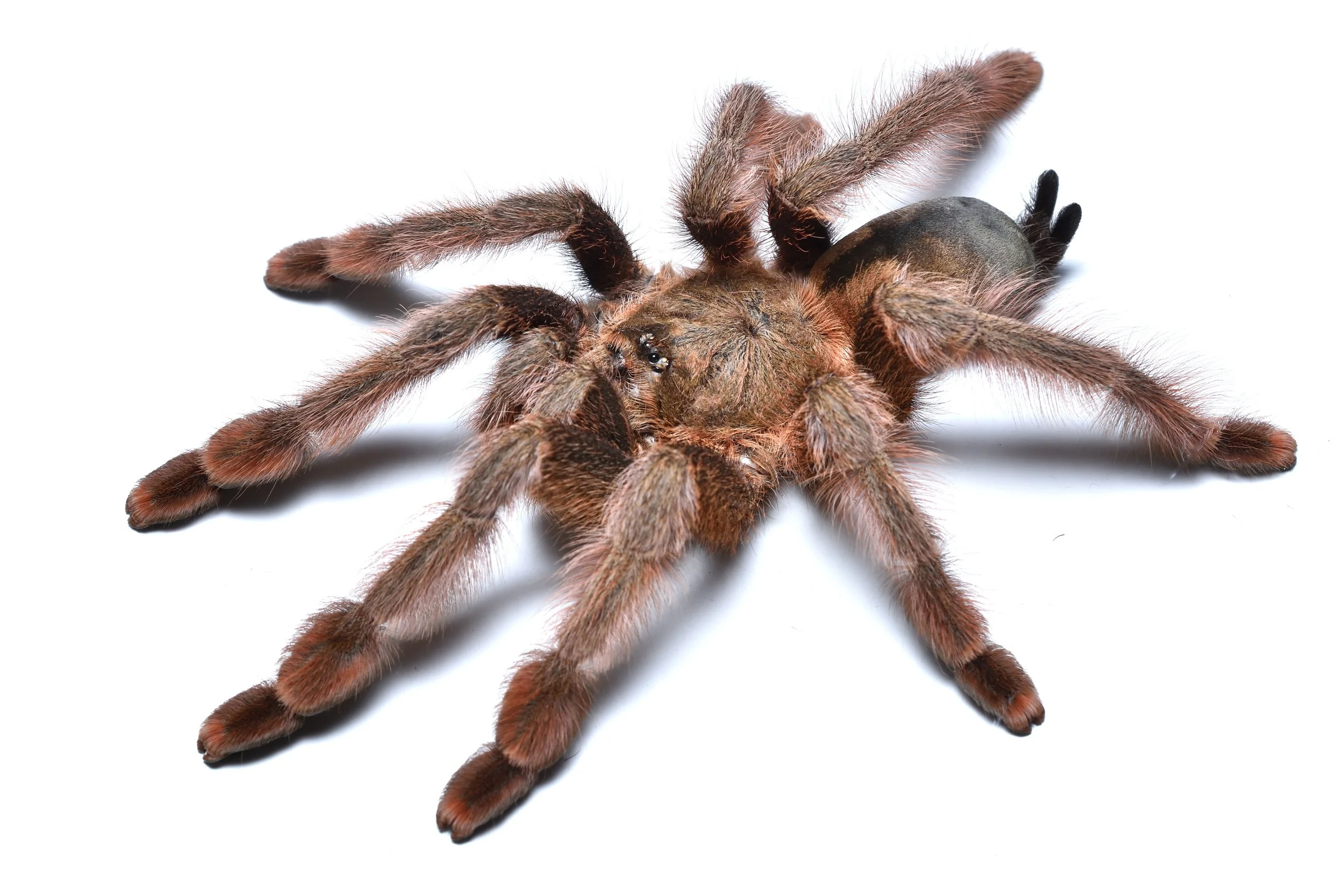 Psalmopoeus emeraldus - Emerald Skeleton - 1.25" w/ Tarantula Cribs OG Sling Crib
