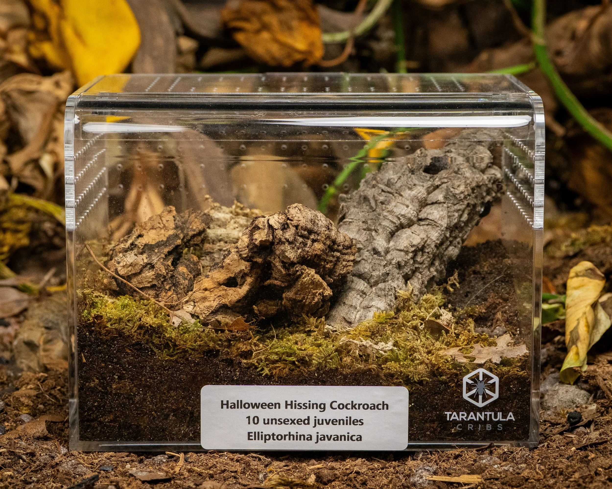 Elliptorhina javanica - Halloween Hissing Cockroaches - 10 Juveniles w/ Tarantula Cribs Terrestrial Curve