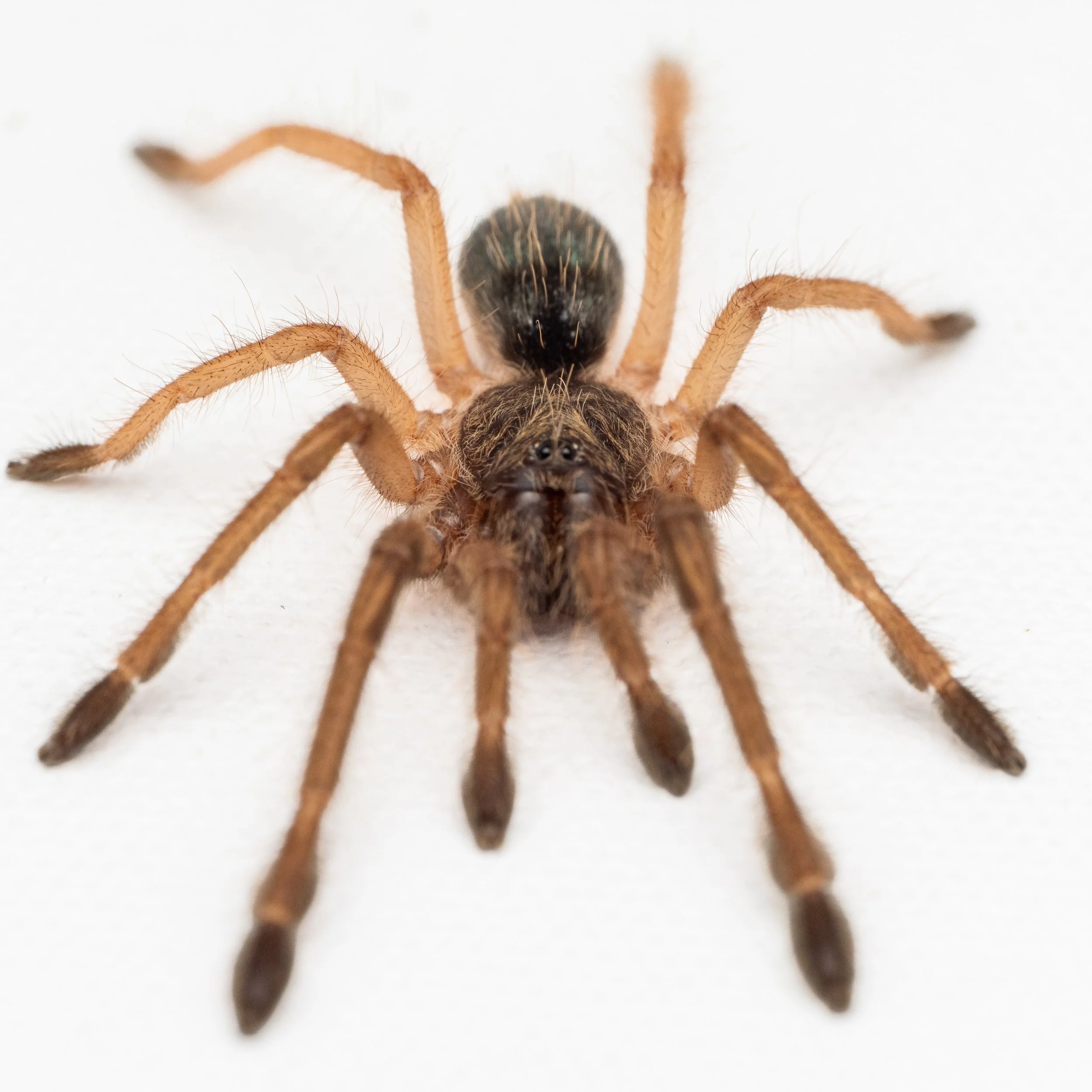Ephebopus murinus - Skeleton Leg - 0.75" Spiderling