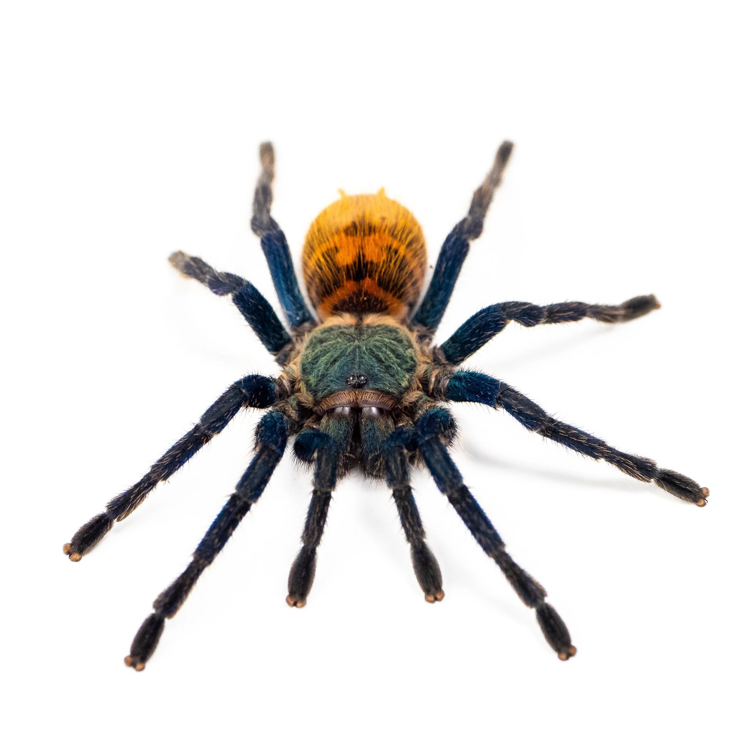 Chromatopelma cyaneopubescens - Green Bottle Blue - 1.25" w/ Tarantula Cribs Medium Terrestrial Curve