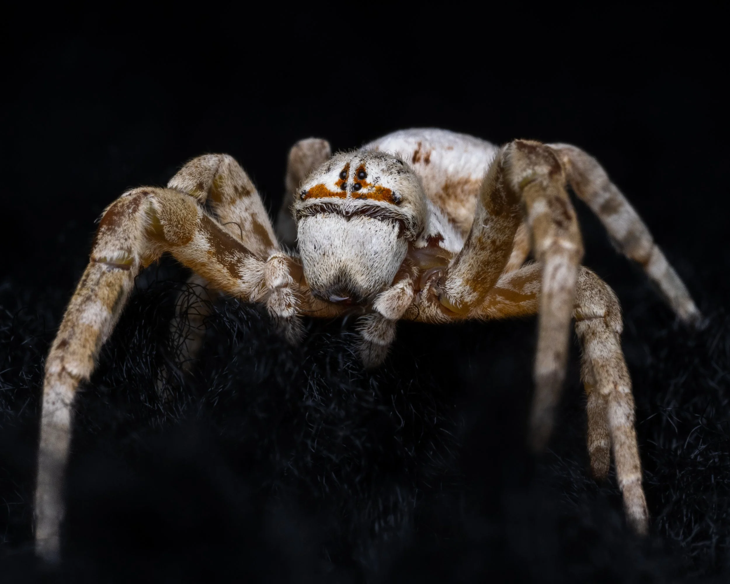 Stegodyphus Lineatus The Tarantula Collective stegodyphus-lineatus-the-tarantula-collective