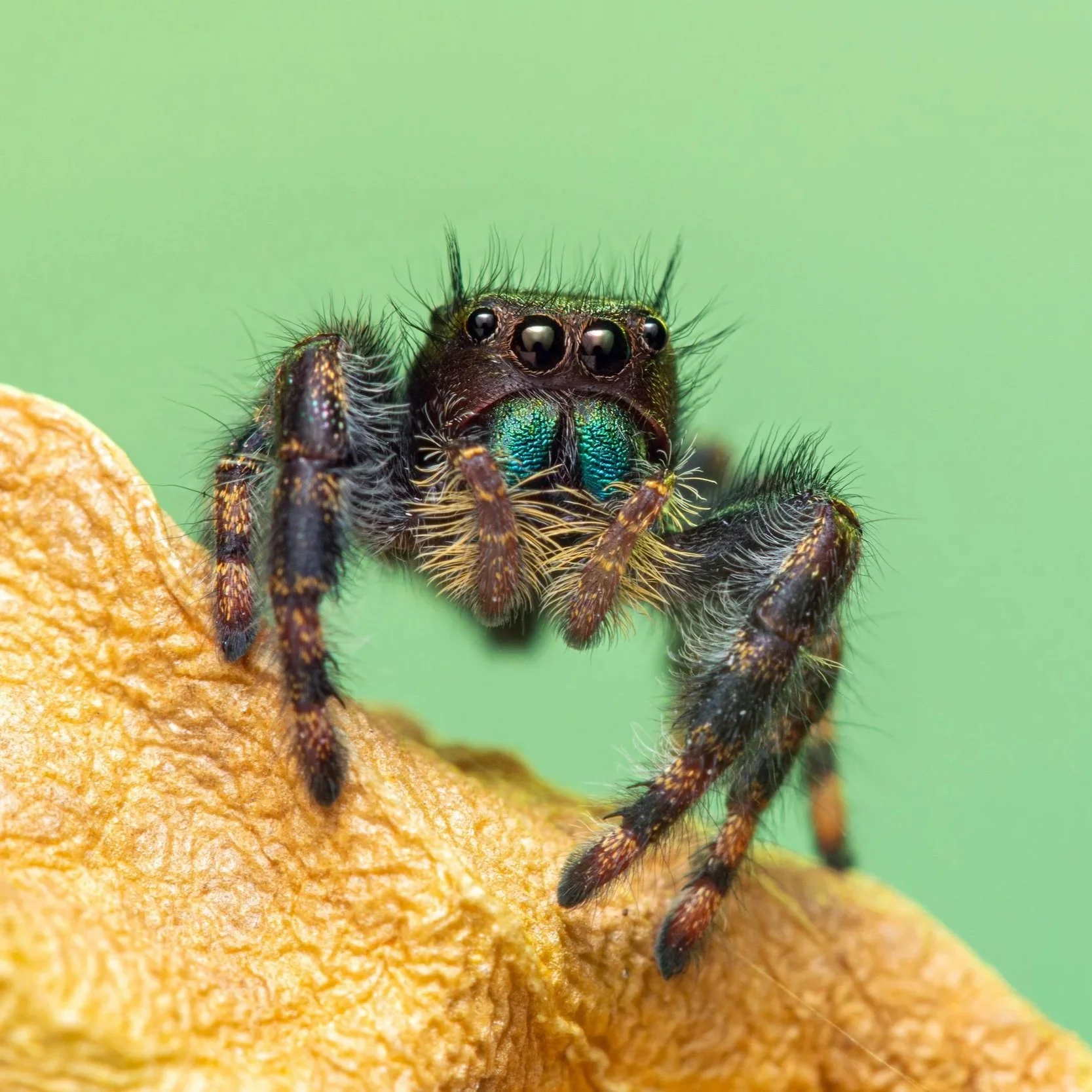 Phidippus audax - Bold Jumping Spider