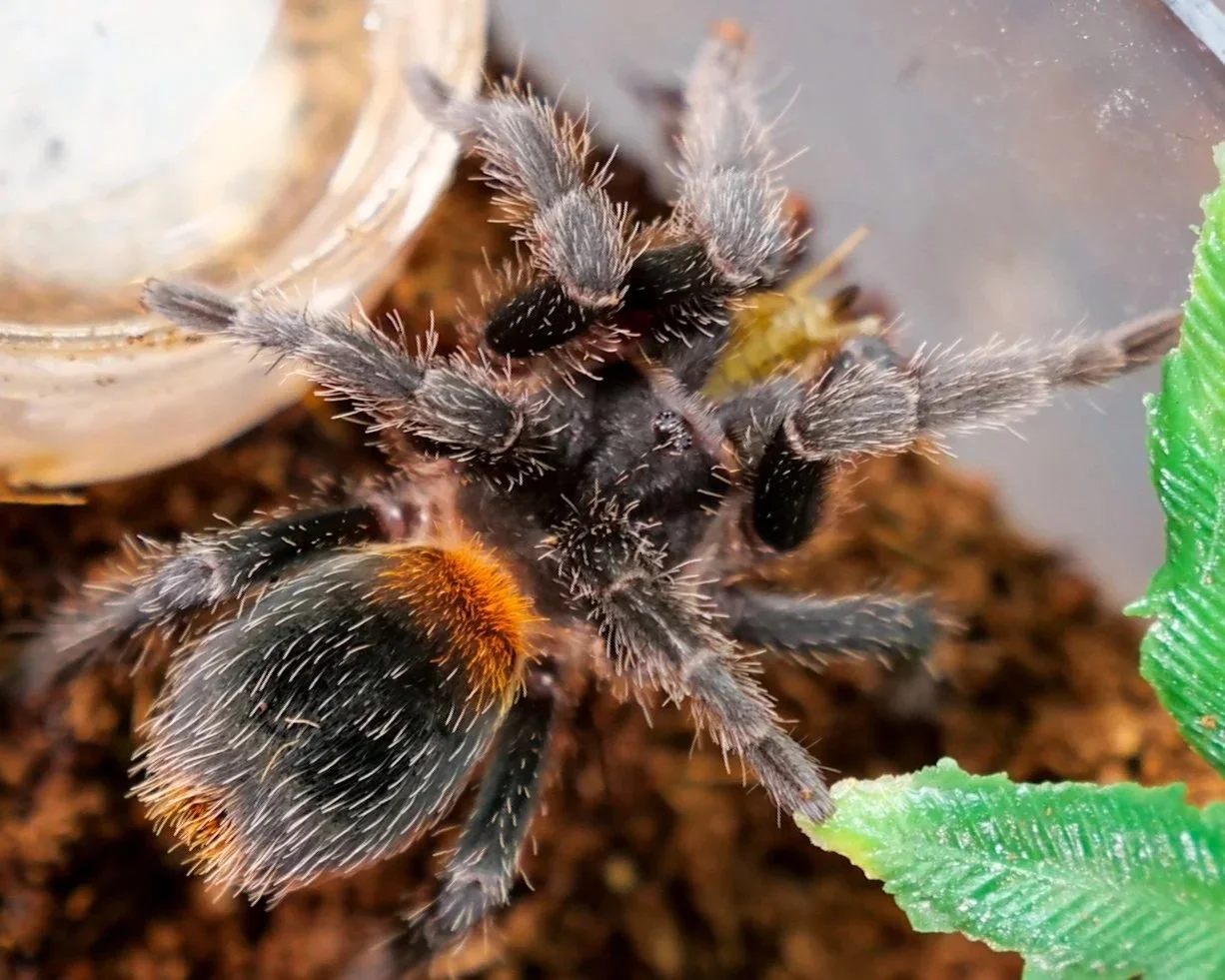 Homoeomma chilense - Chilean Flame - 0.25" w/ Tarantula Cribs OG Sling Crib