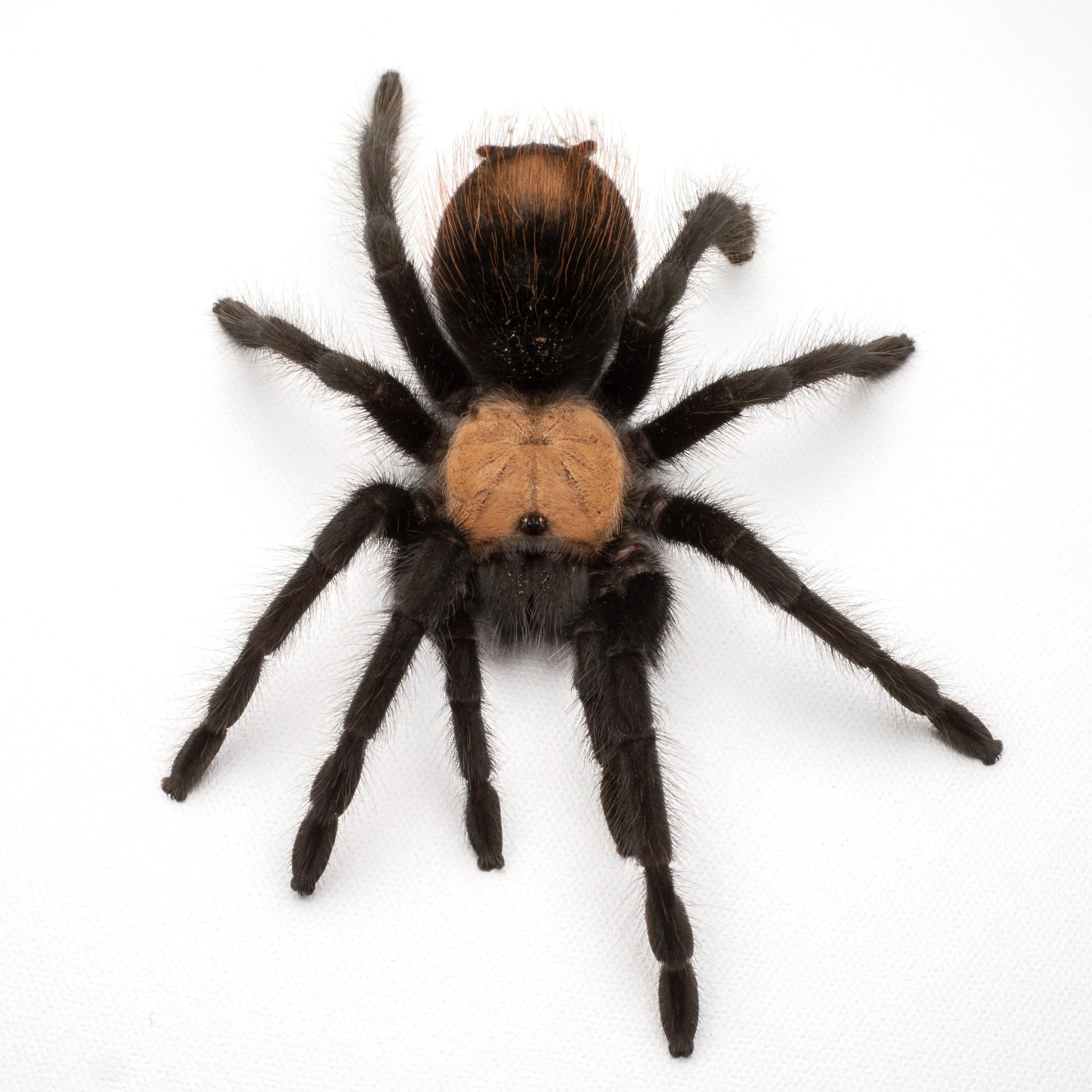 Golden Red Rump Tarantula (Brachypelma albiceps) Care — The Tarantula ...