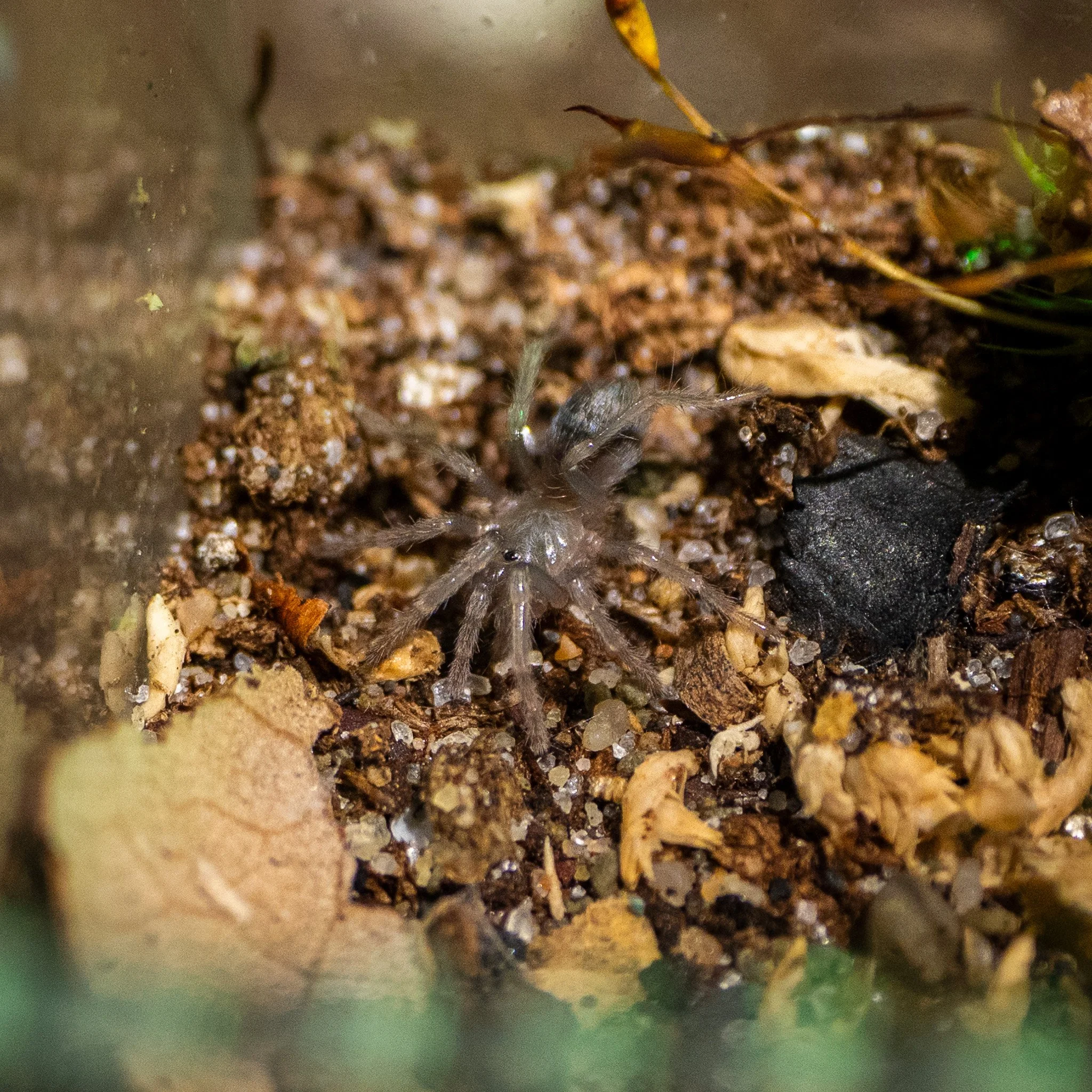 Spinosatibiapalpus sp. “Blue” - Colombian Blue Dwarf Tarantula
