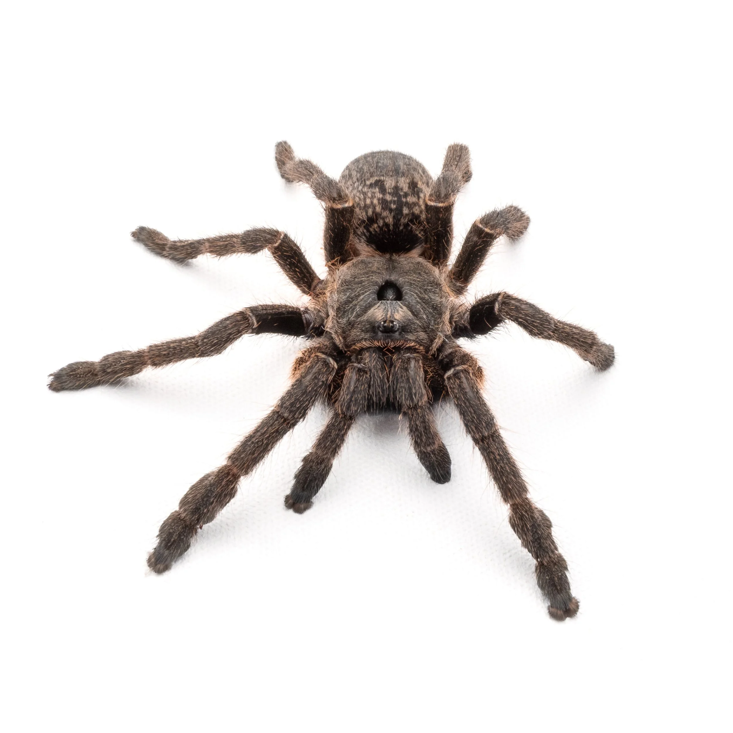 Ceratogyrus sanderi - Namibia Horned Baboon - 0.5" Spiderling