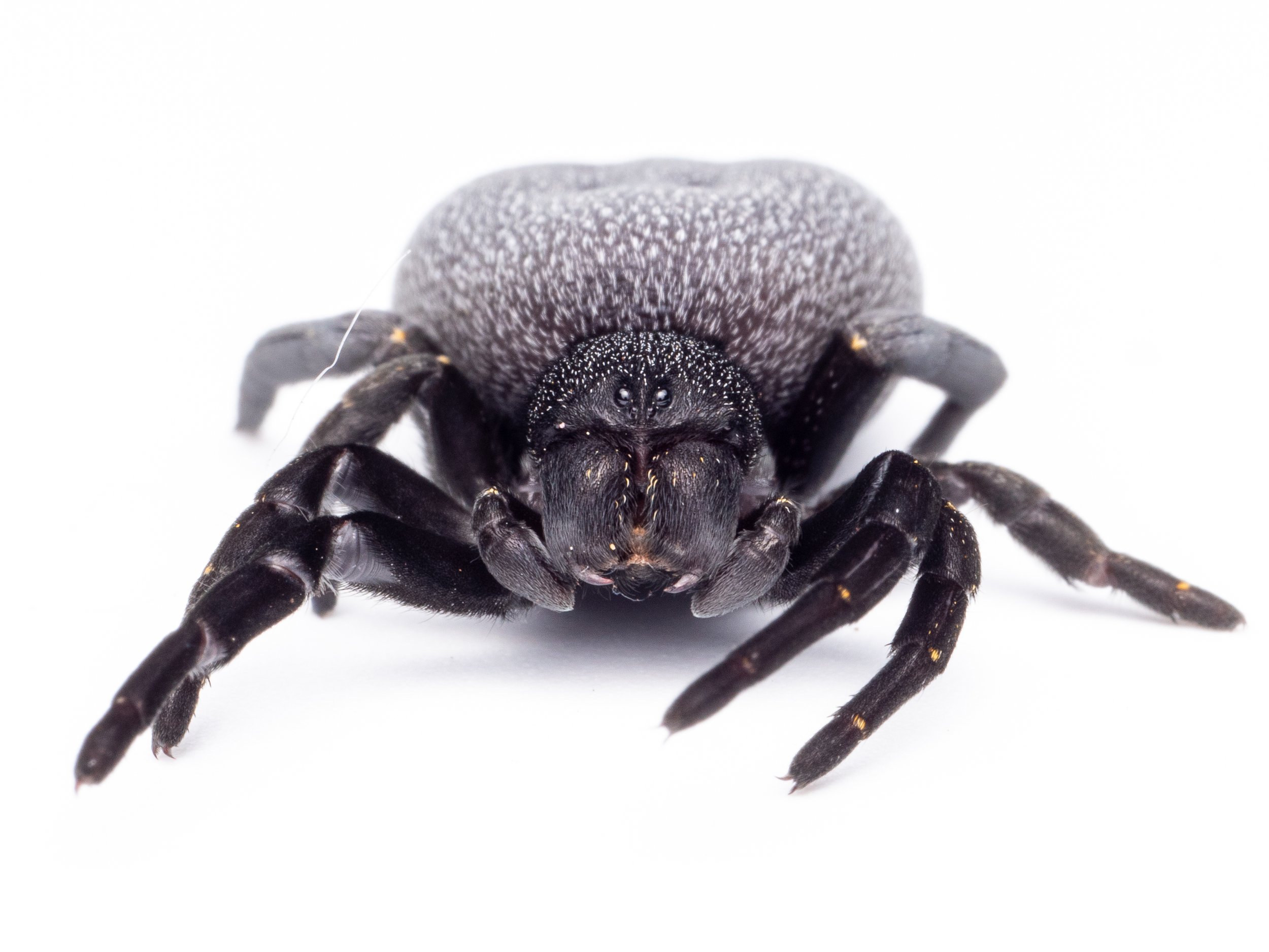 Eresus walckenaeri - Greek Velvet Spider