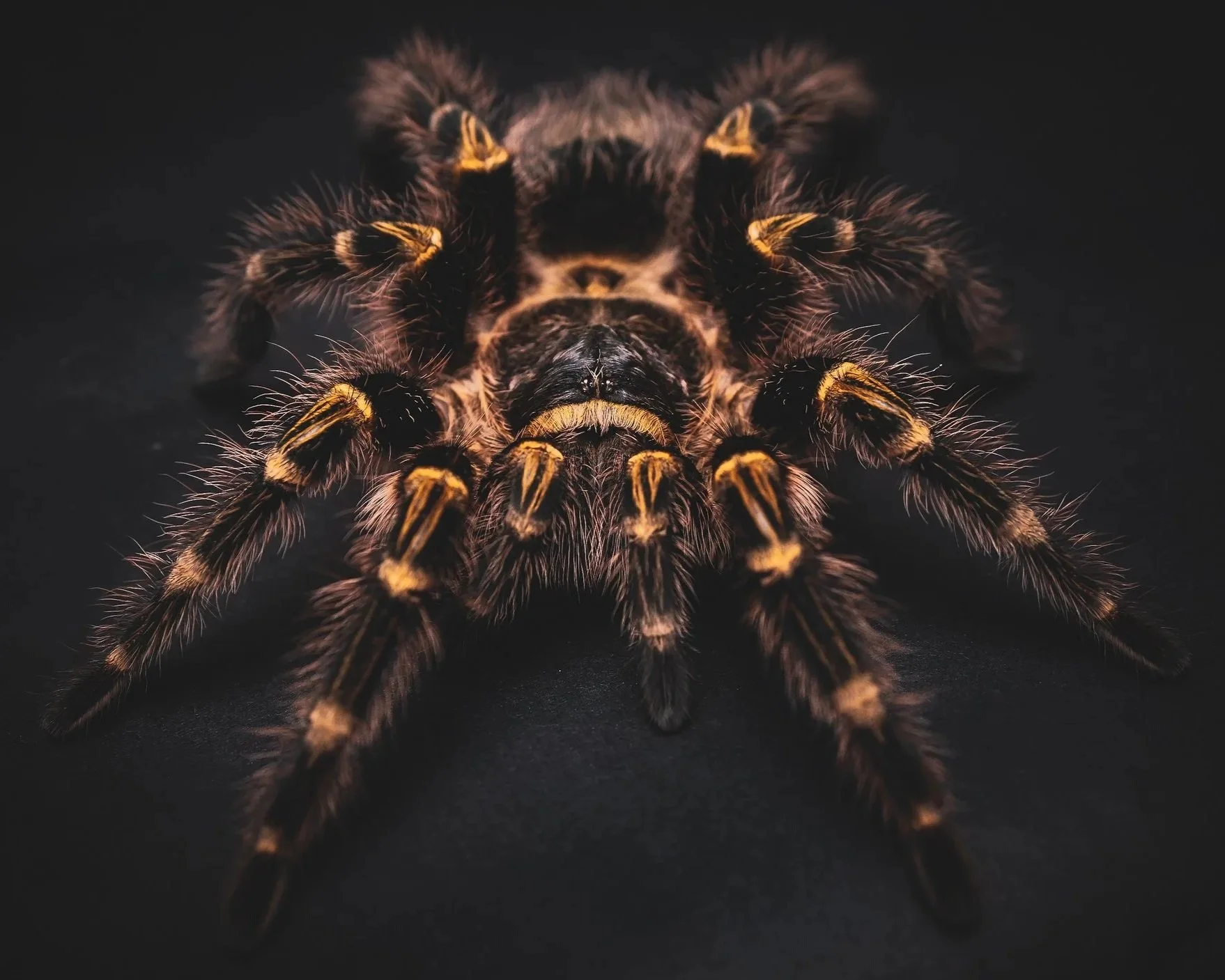 Grammostola pulchripes - Chaco Golden Knee - 0.5" Spiderling