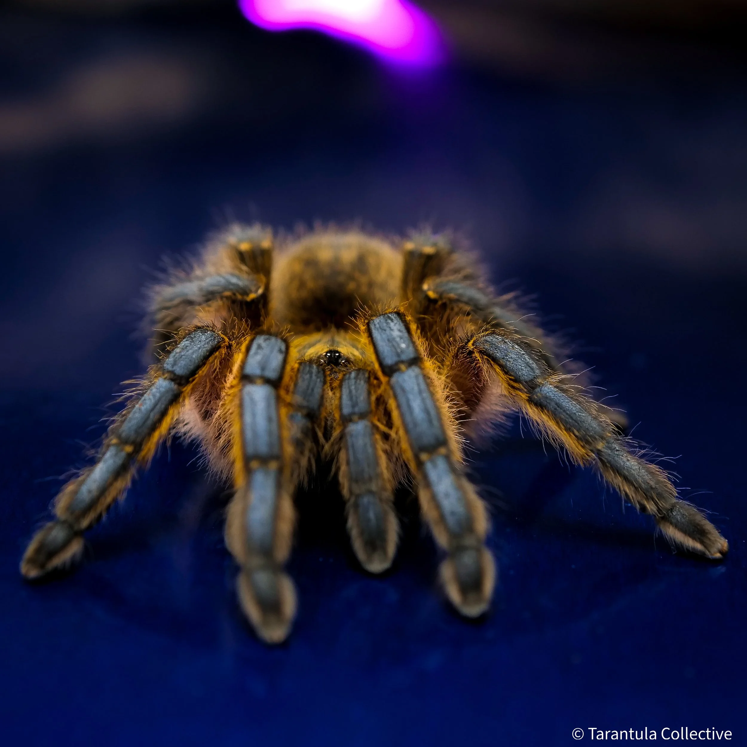 Harpactira pulchripes - Golden Blue Leg Baboon - 1/2-3/4" w/ Tarantula Collective 3" Cube