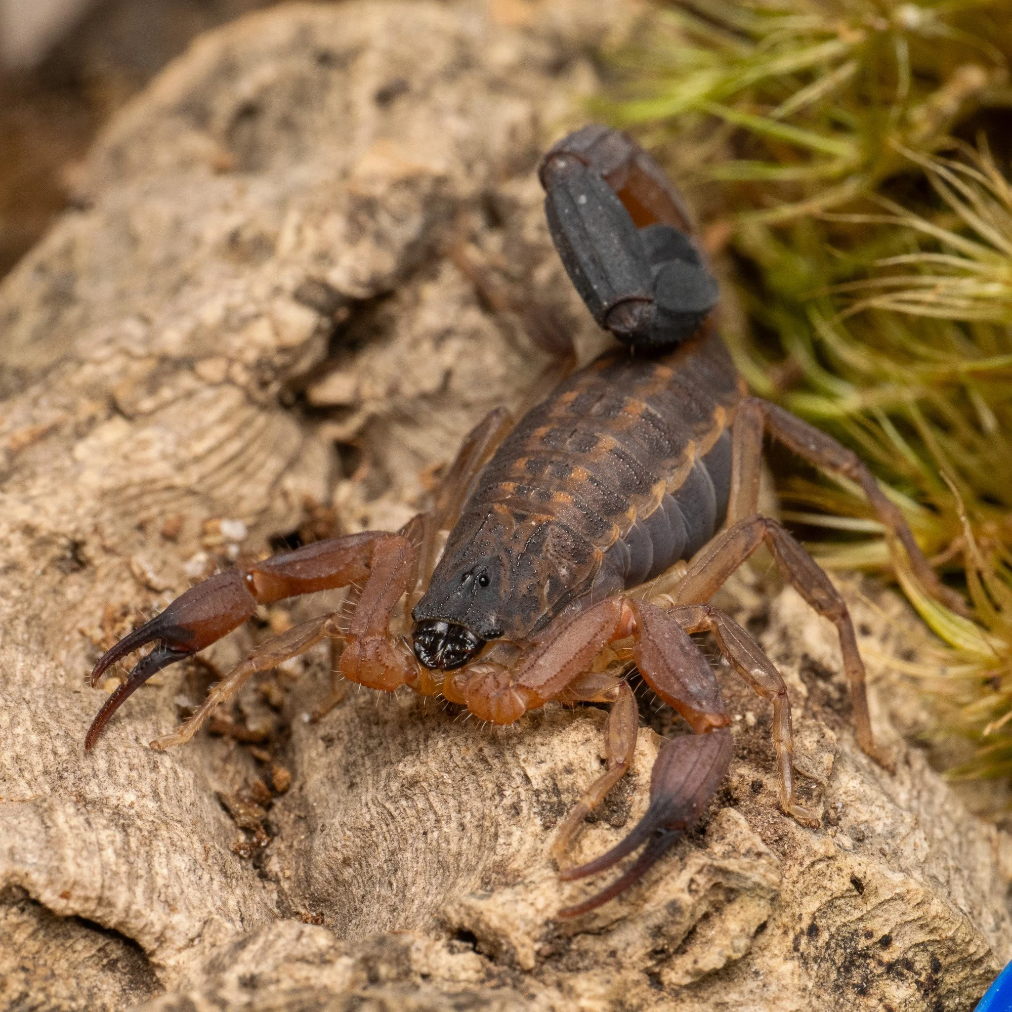 Tityus simonsi - Ecuadorian Thicktail Scorpion